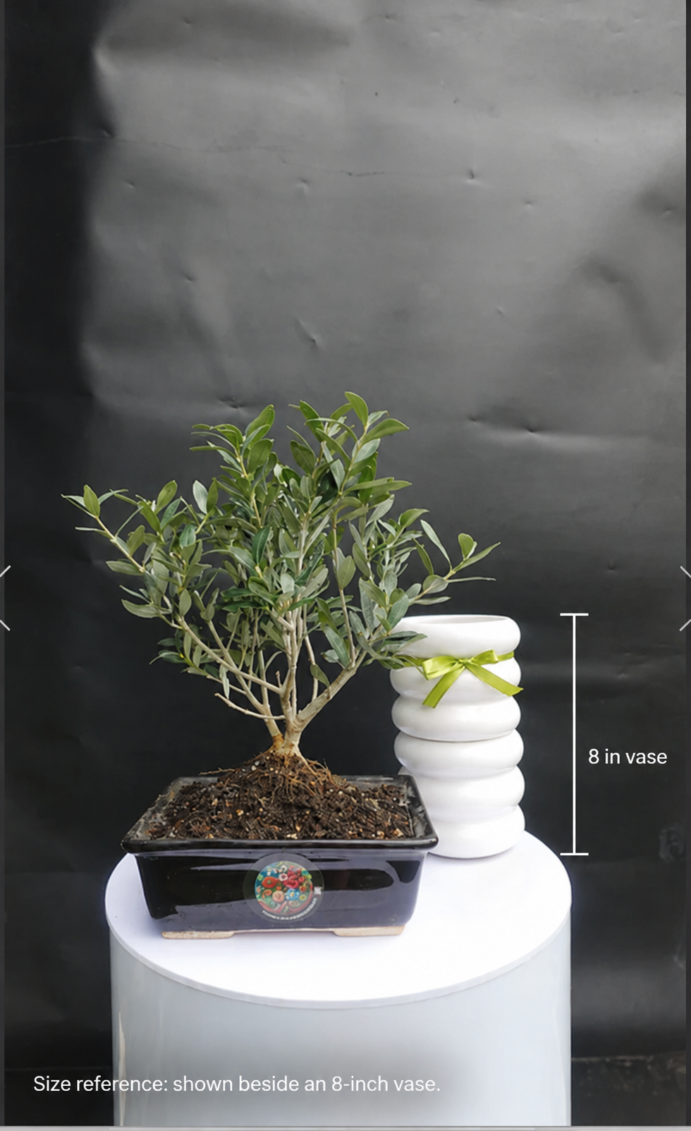 olive bonsai.png