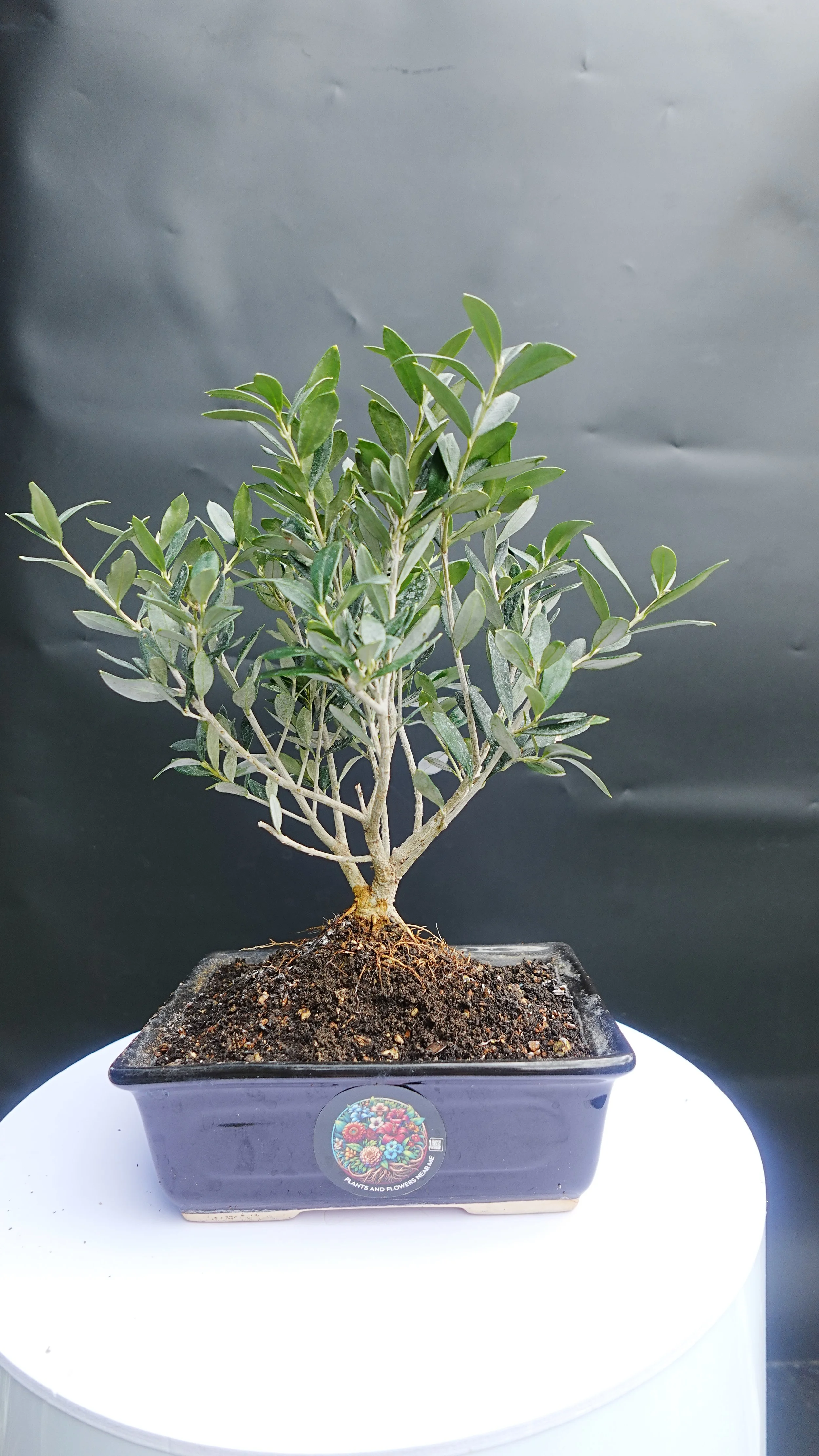 Bonsai Olive Noir