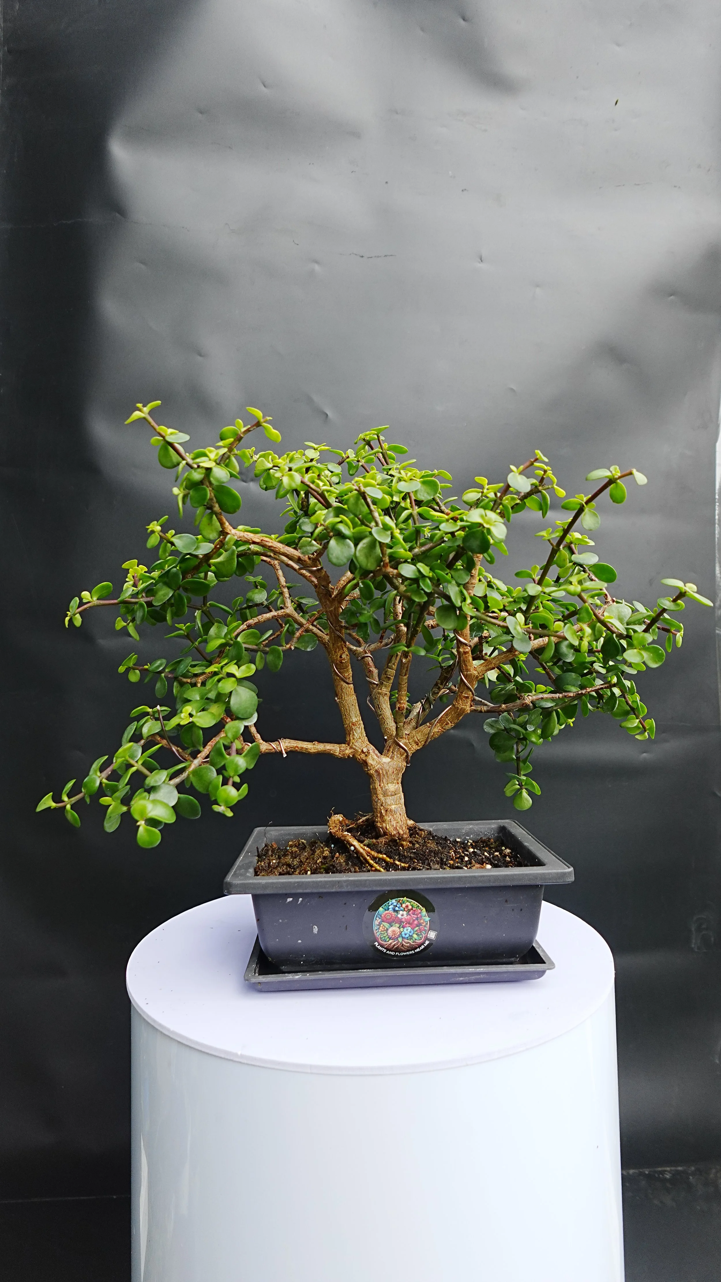 Bonsai Afra Emerald Canopy