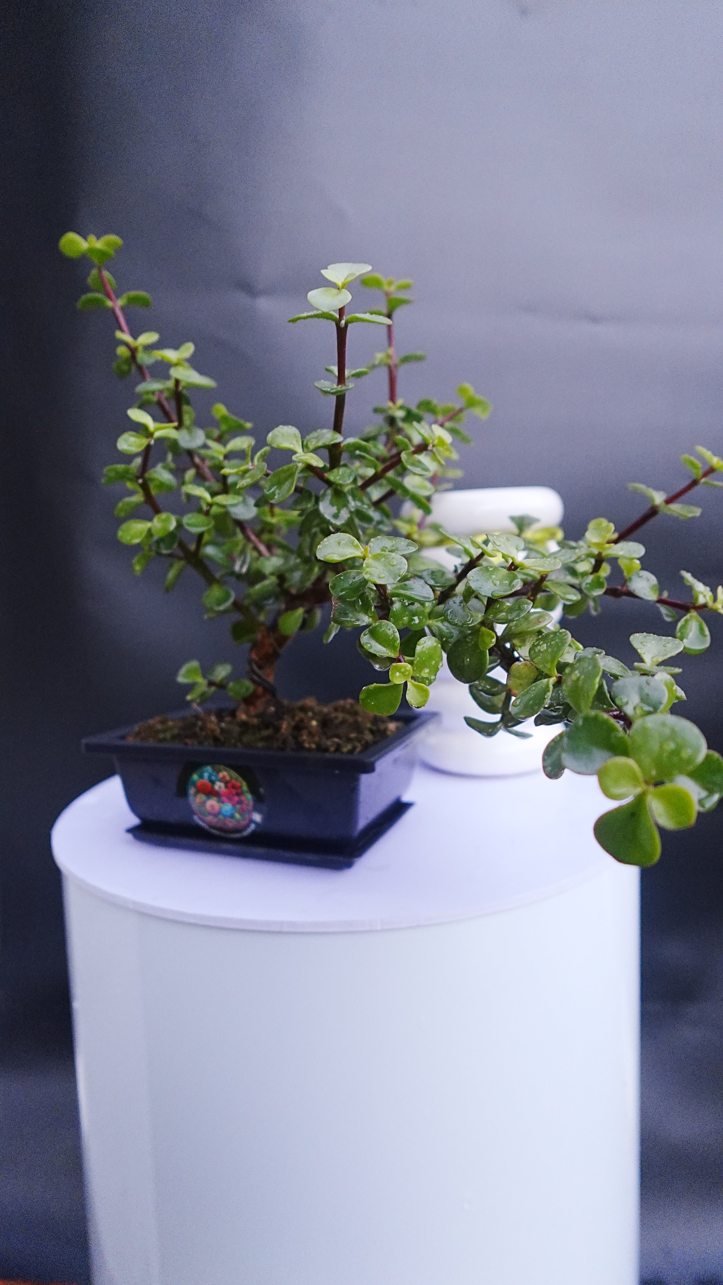 Cascading Afra Portulacaria Bonsai