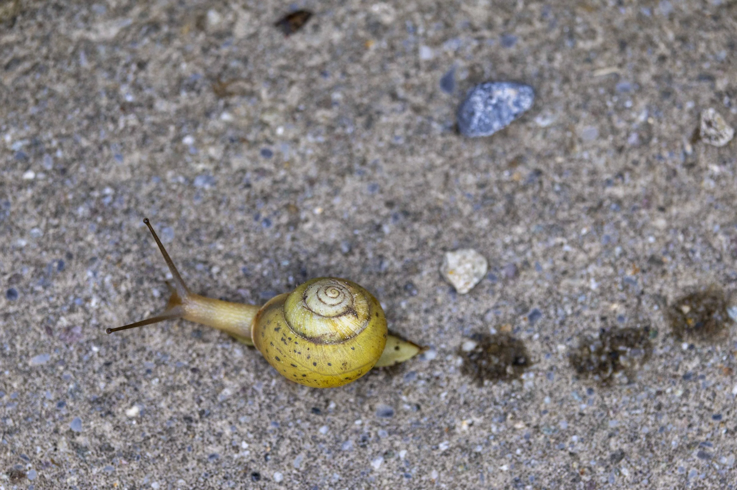 GENABELTE STRAUCHSCHNECKE
