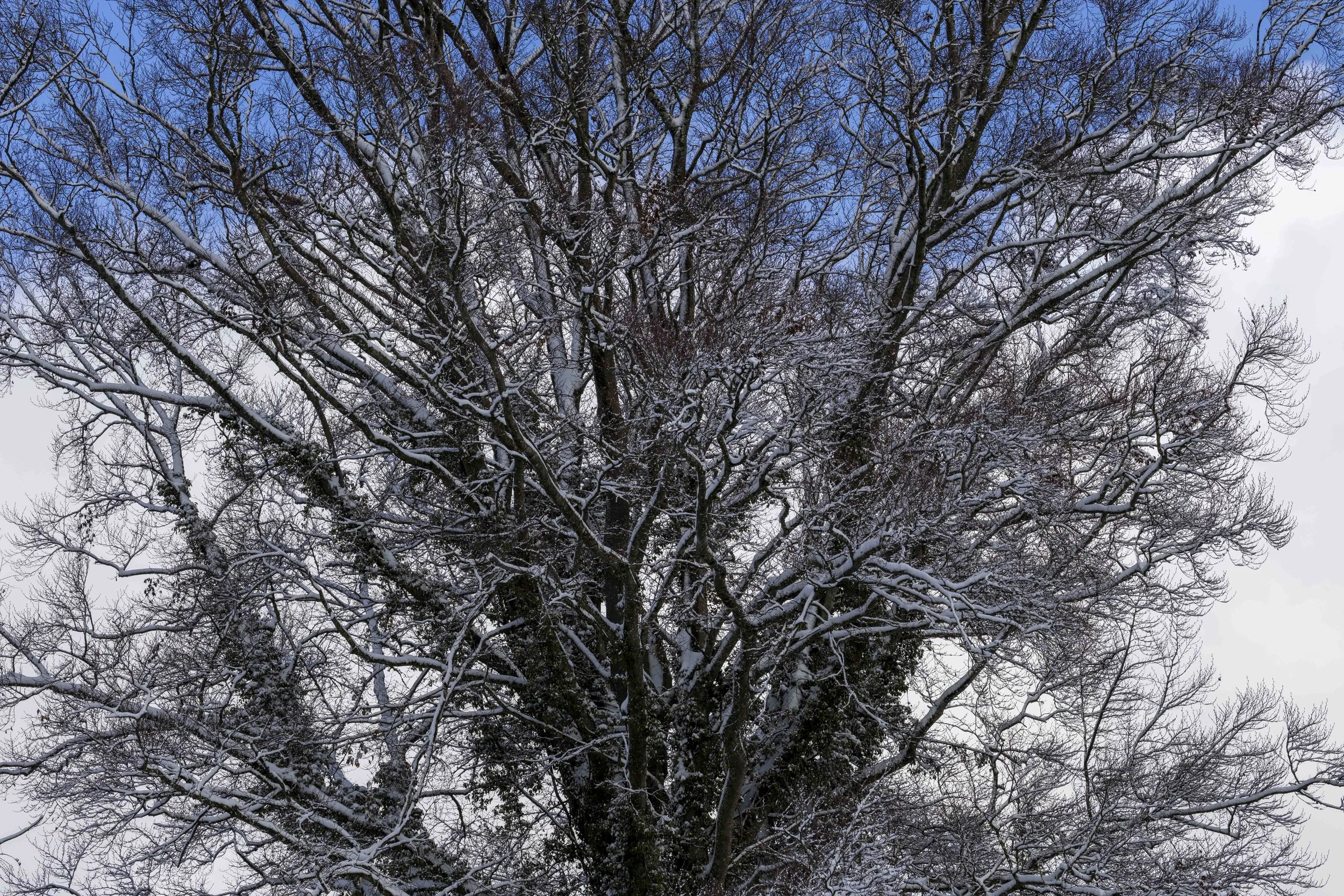 WINTERLICHER BAUM