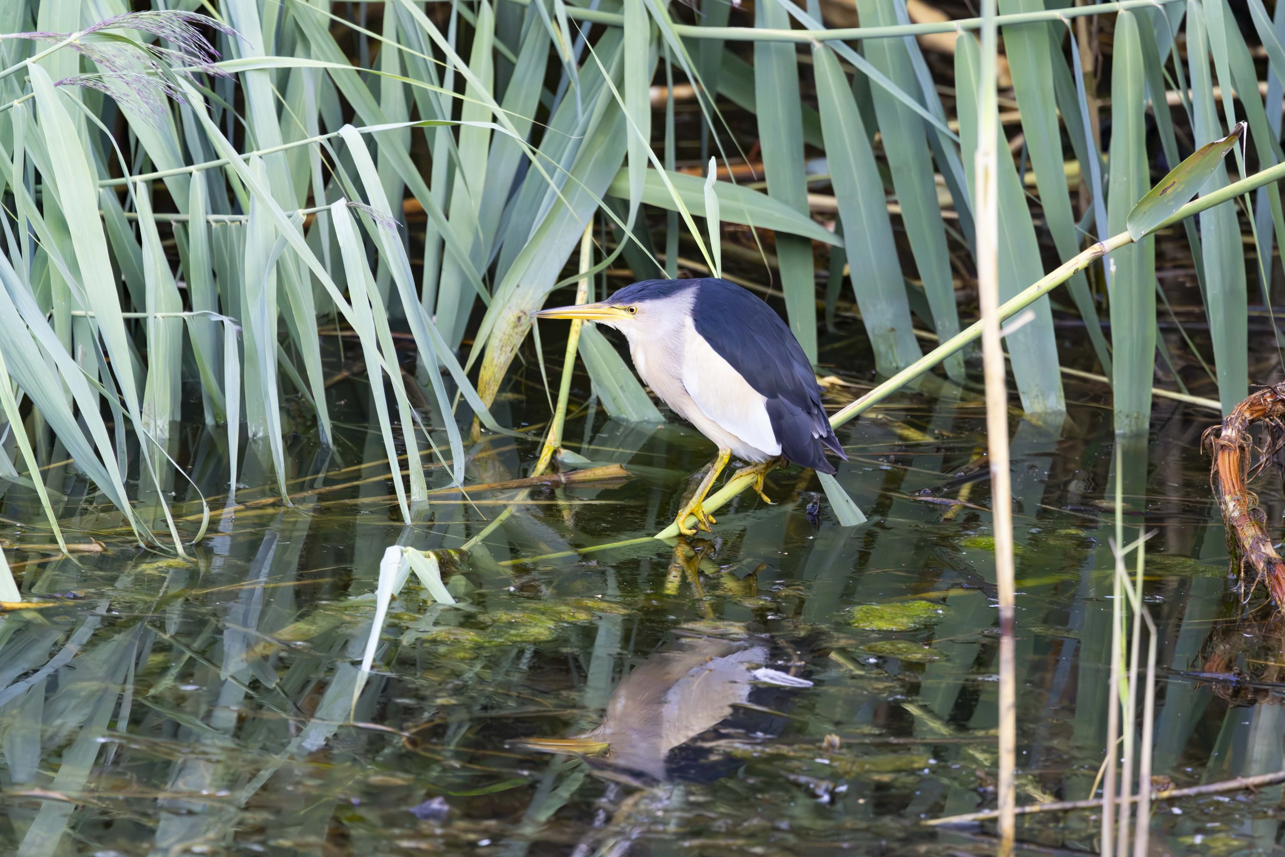 ZWERGDROMMEL MÄNNCHEN