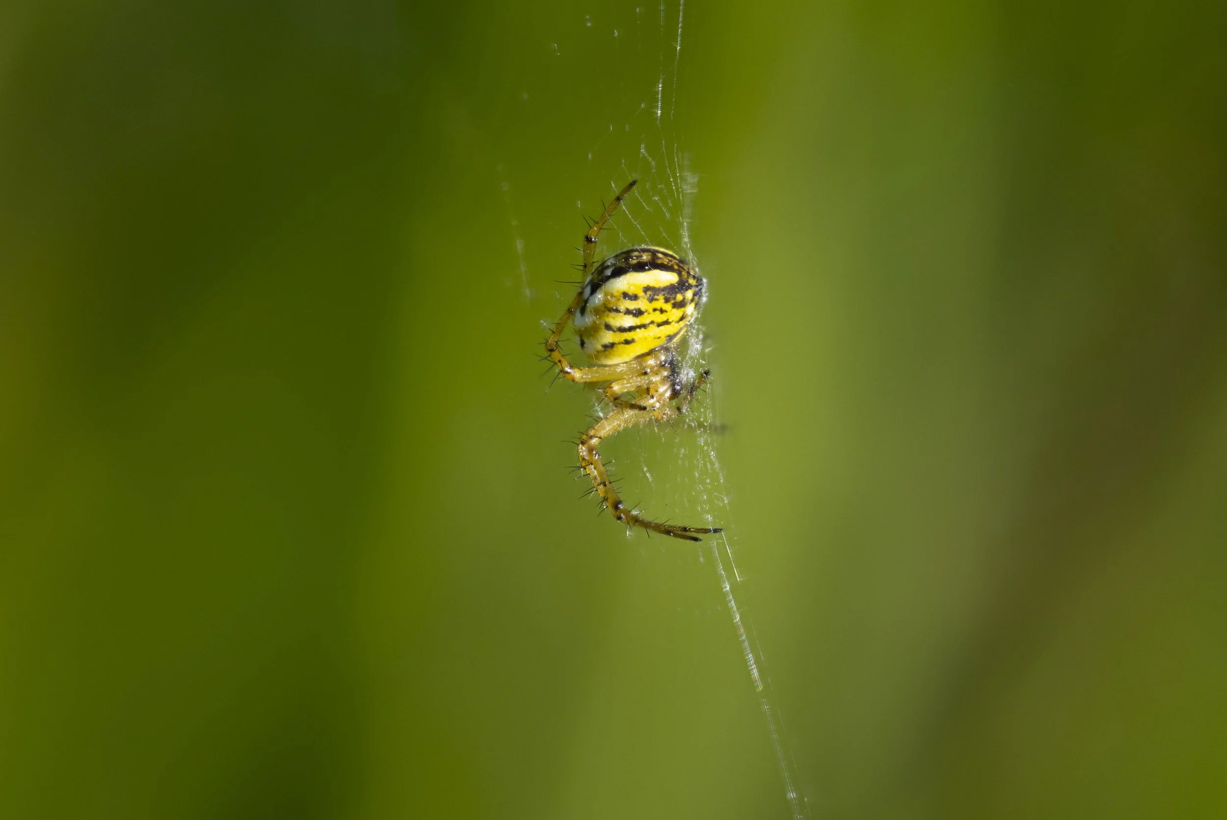 STREIFENKREUZSPINNE