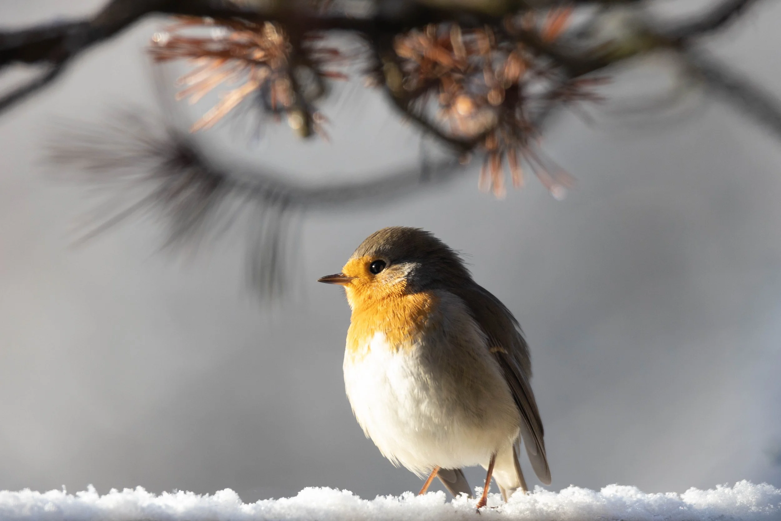 Ein kleiner Vogel mit gelbem Brustgefieder, der auf Schnee steht, vor einem Hintergrund aus verschneiten Tannen. Rotkehlchen. Fotografie.