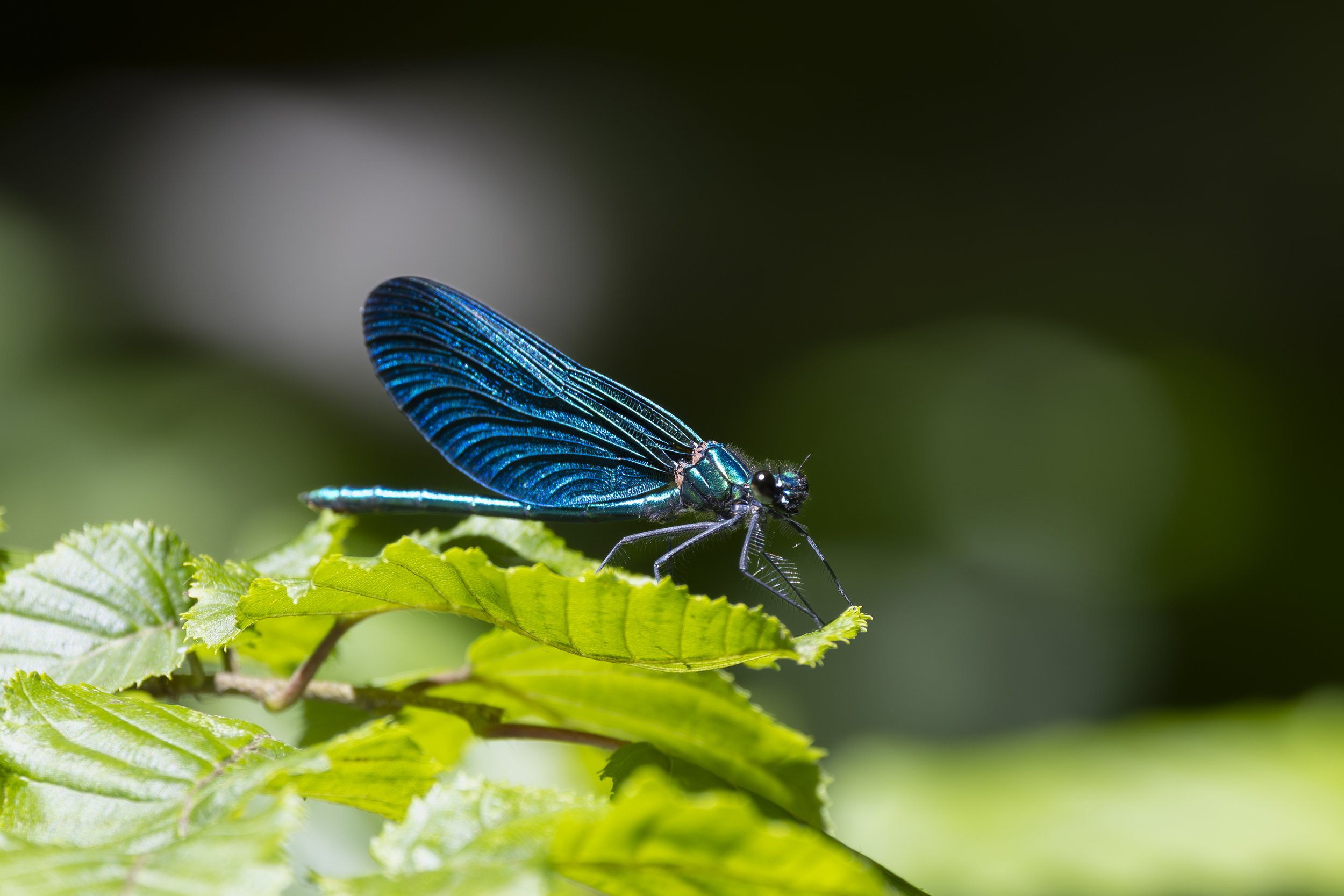 BLAUFLÜGEL PRACHTSLIBELLE