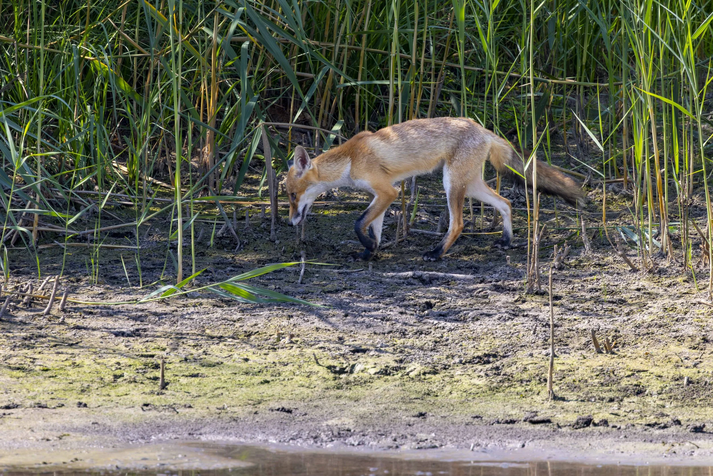 FUCHS AUF BEUTESUCHE