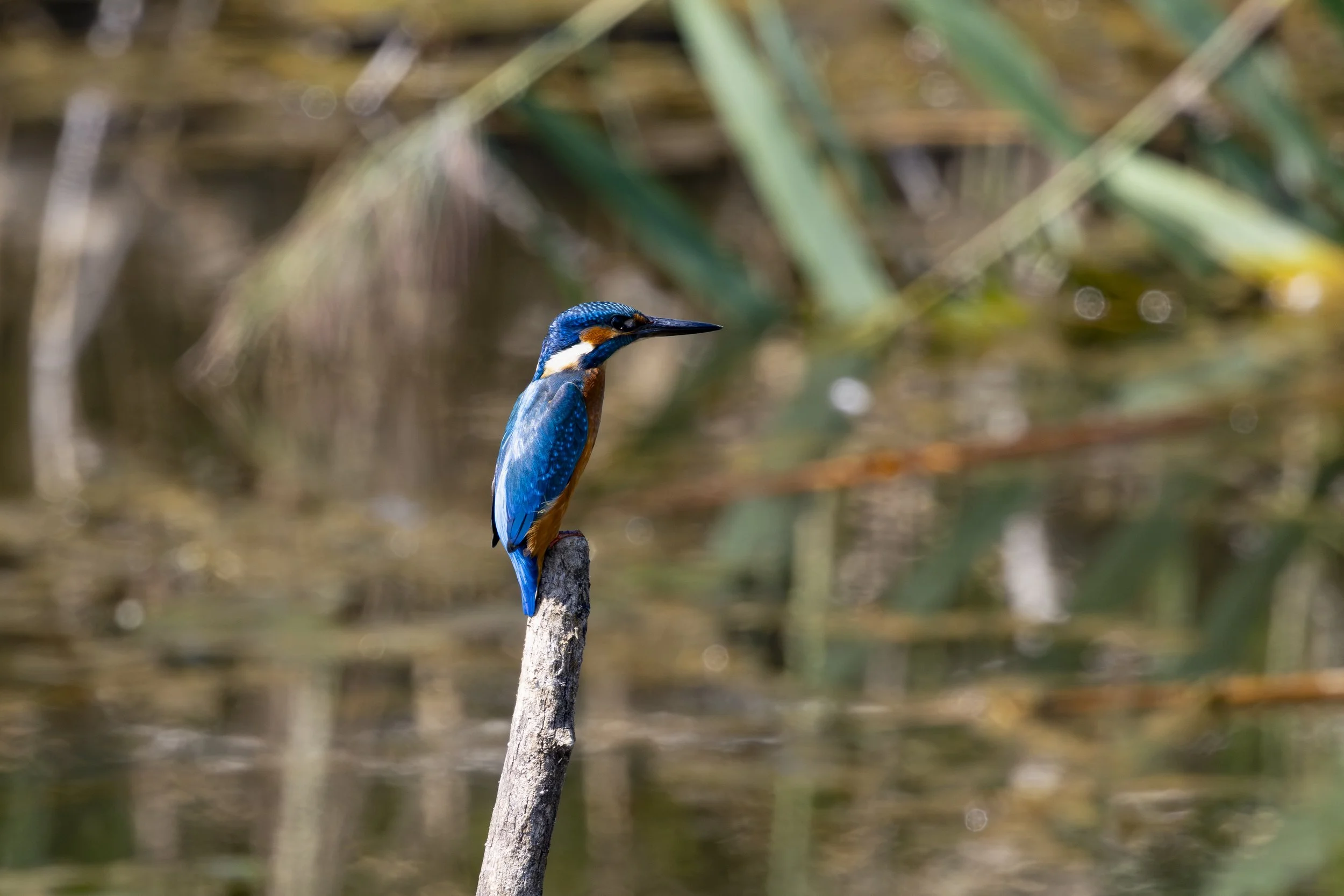 RÜCKANSICHT EISVOGEL