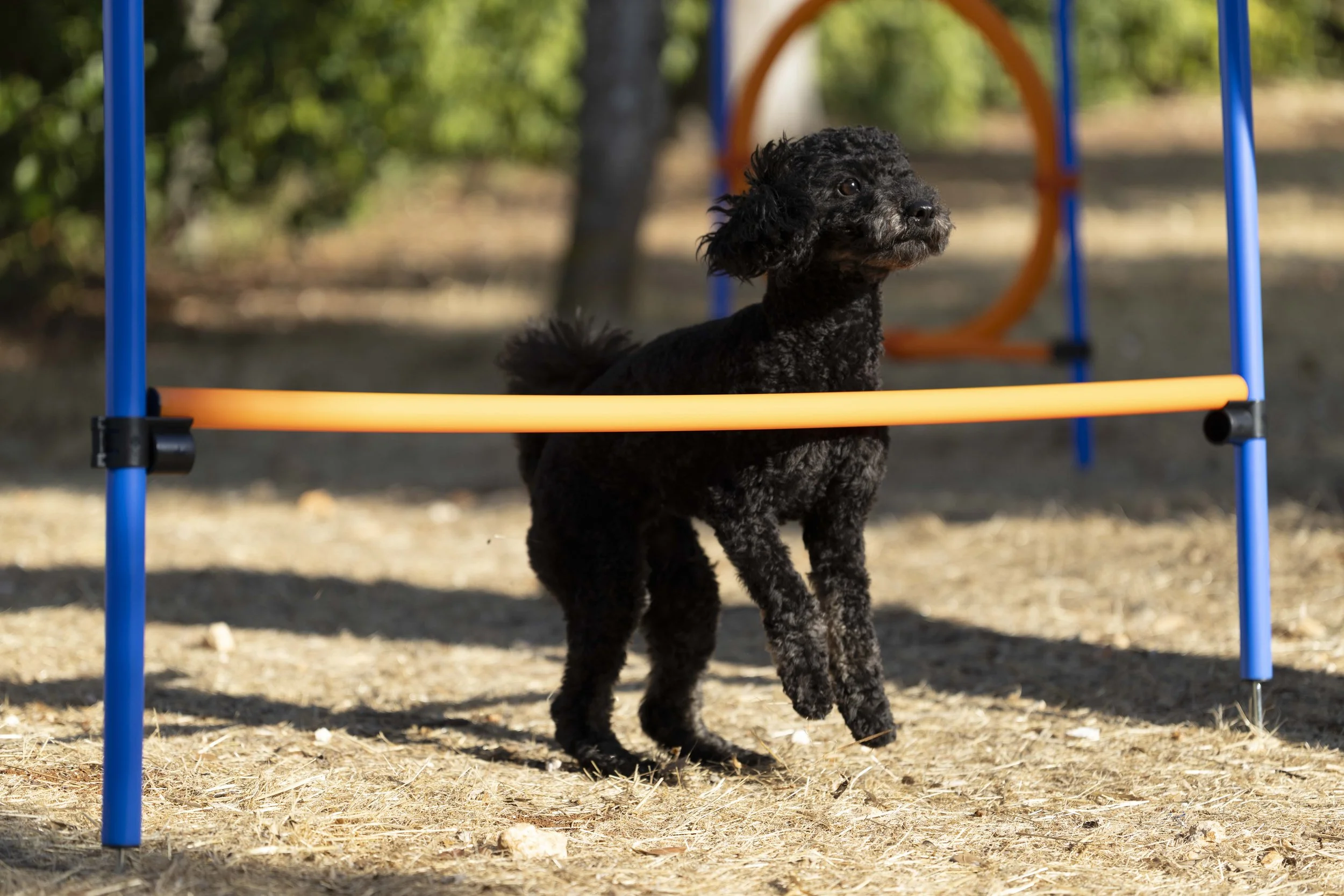 AMERKSAMKEIT BEI AGILITY
