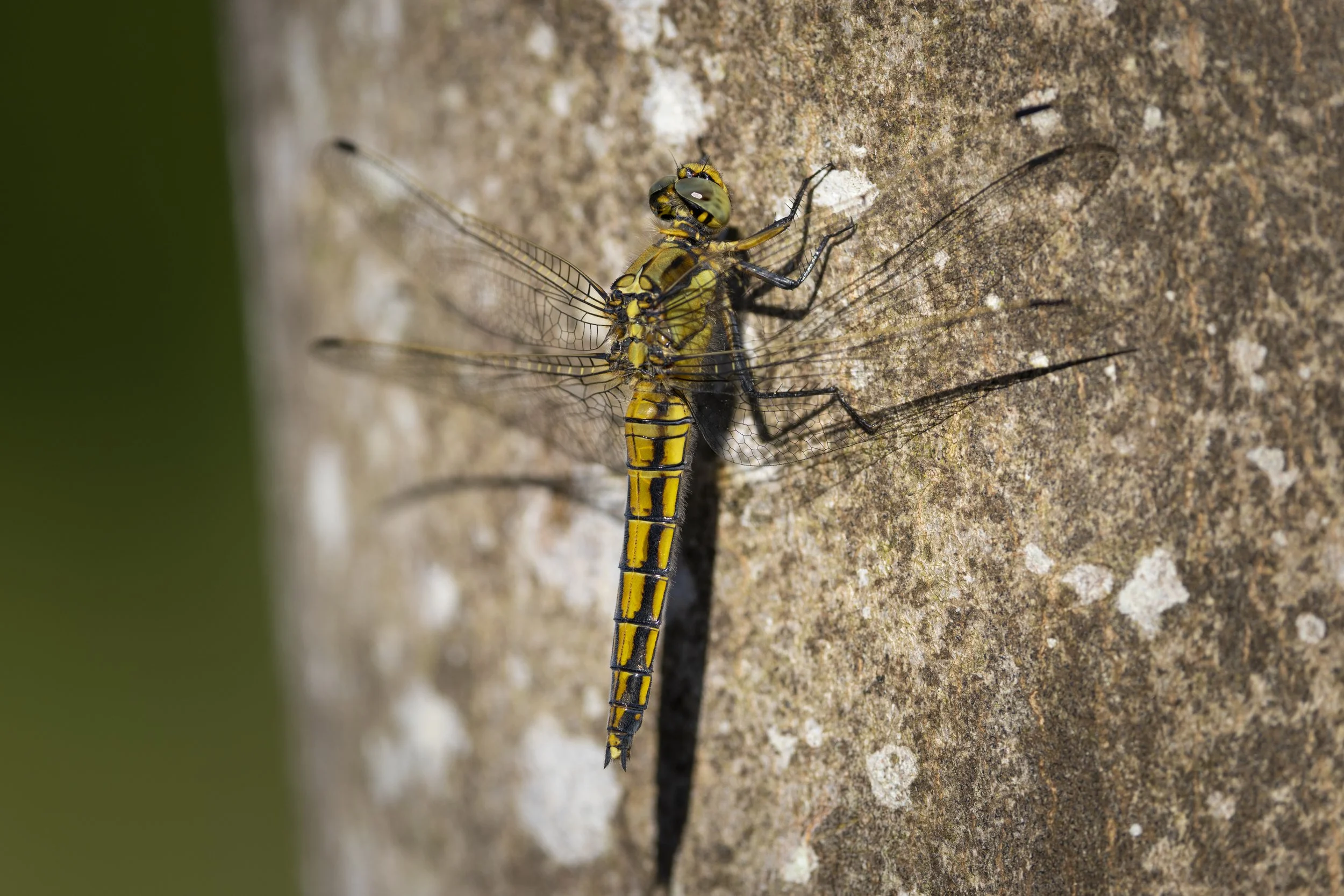 GROSSER BLAUPFEIL (WEIBCHEN)