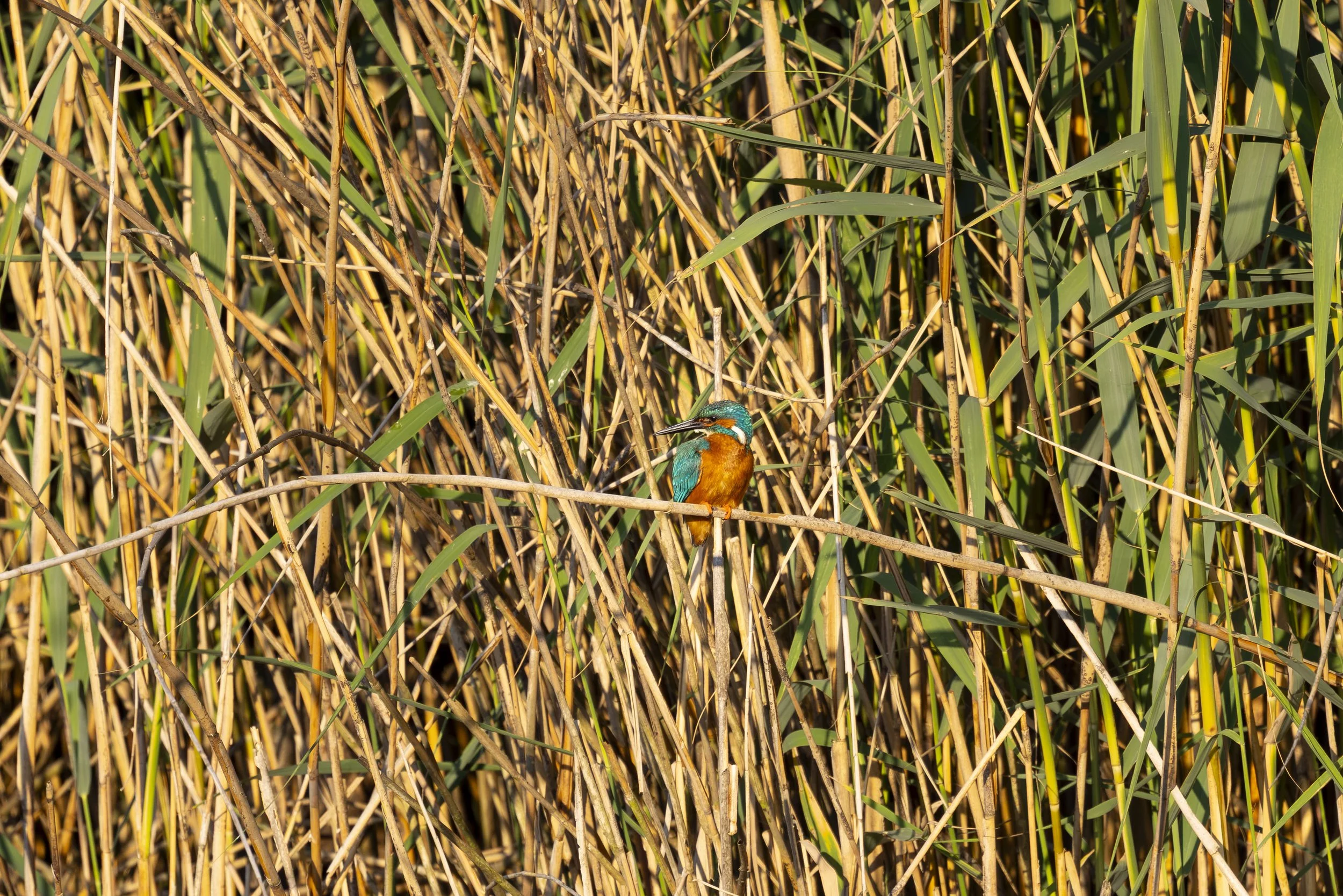 EISVOGEL 