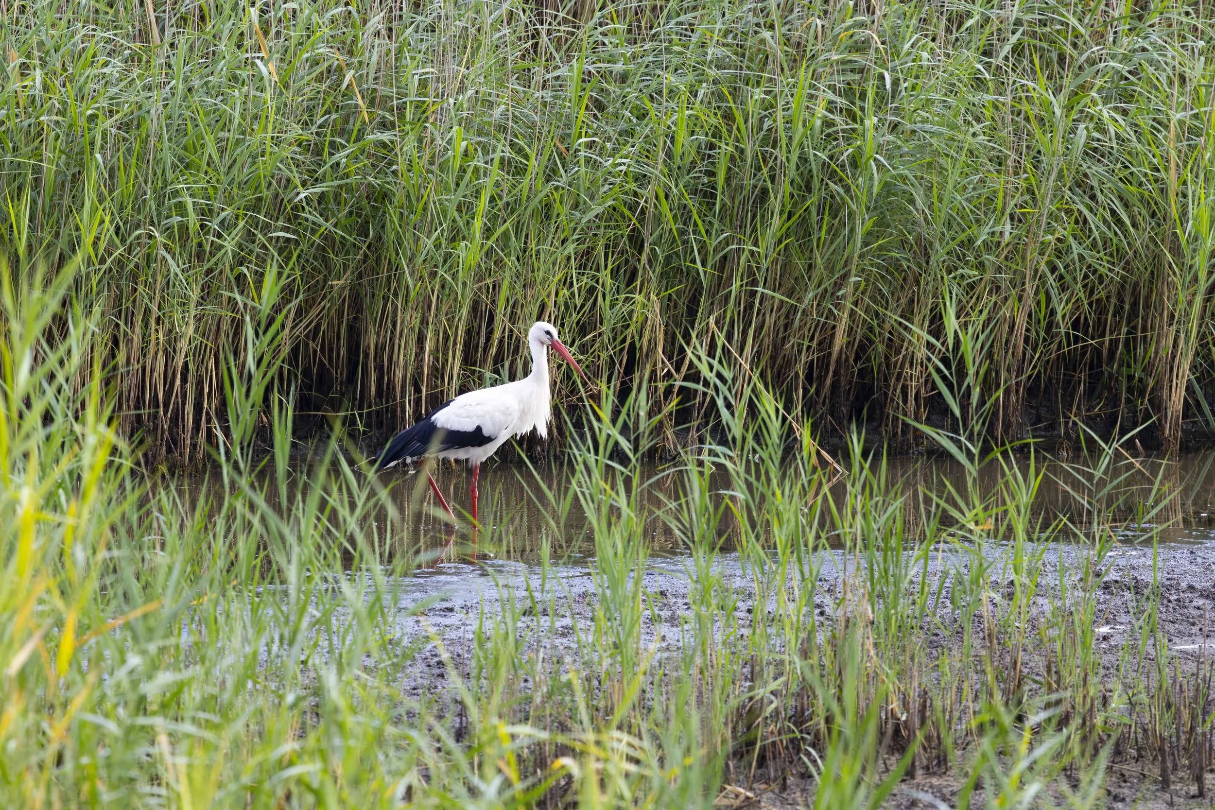 WEISSSTORCH