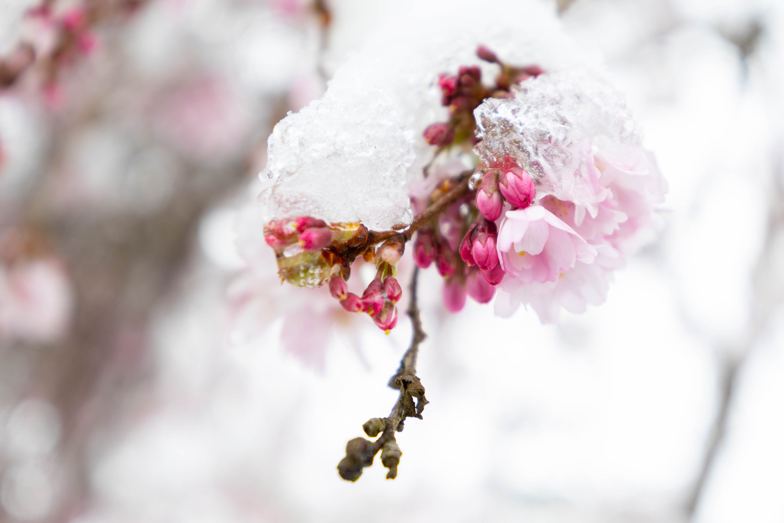 Pink blühende Kirschblüten mit Schneebedeckten Zweigen im Frühling