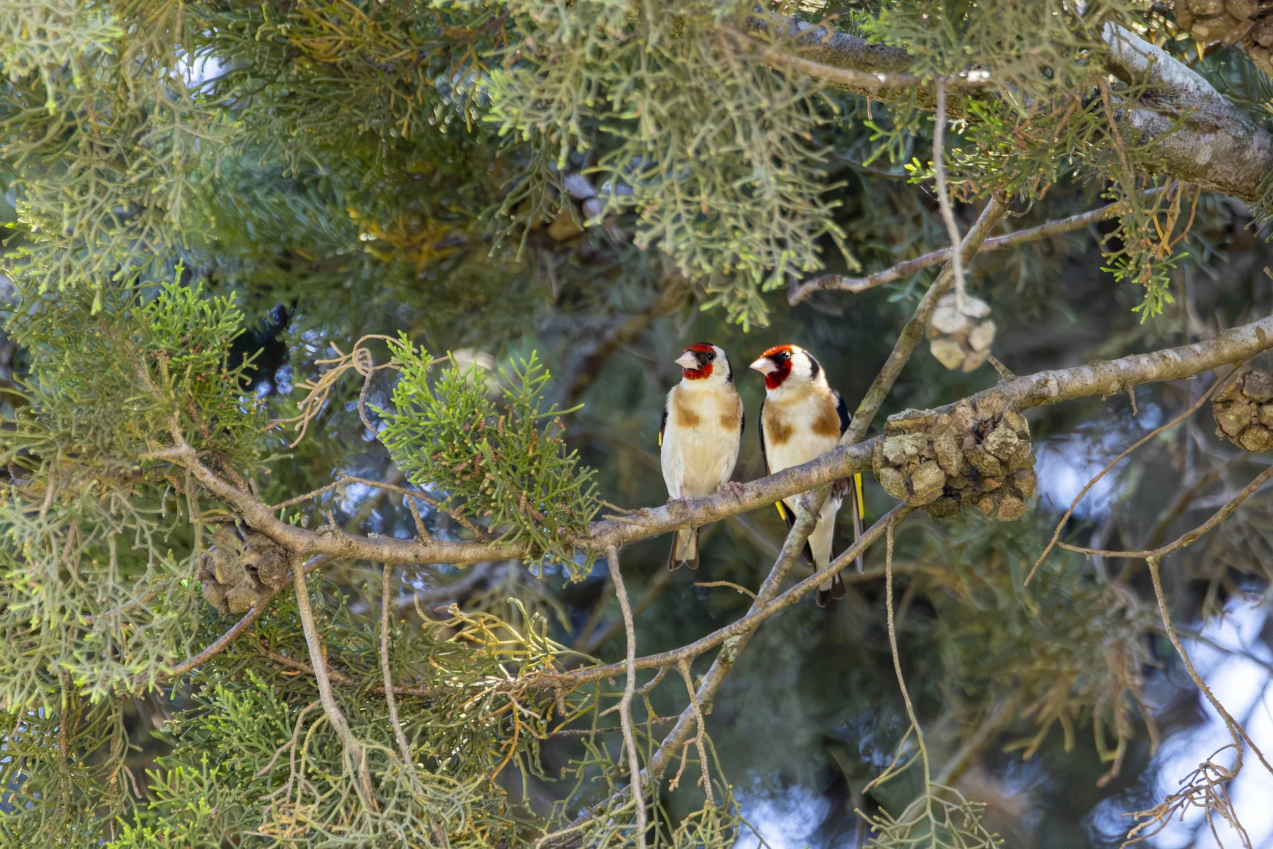 R52_4860.jpg