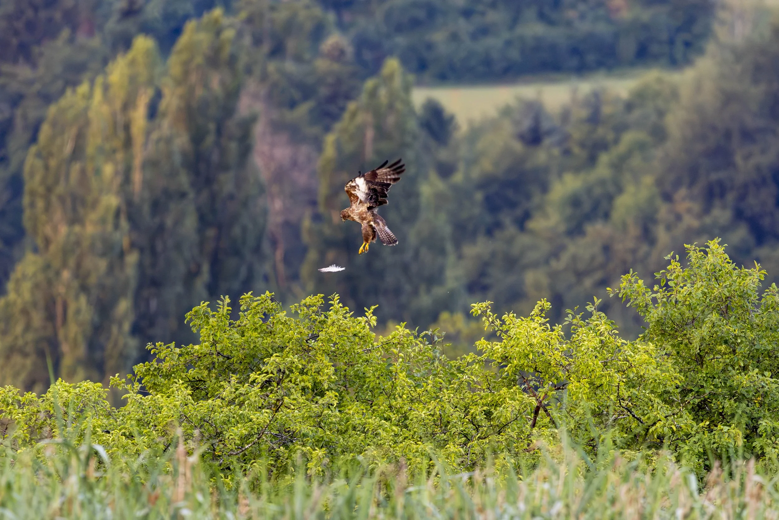 MÄUSEBUSSARD