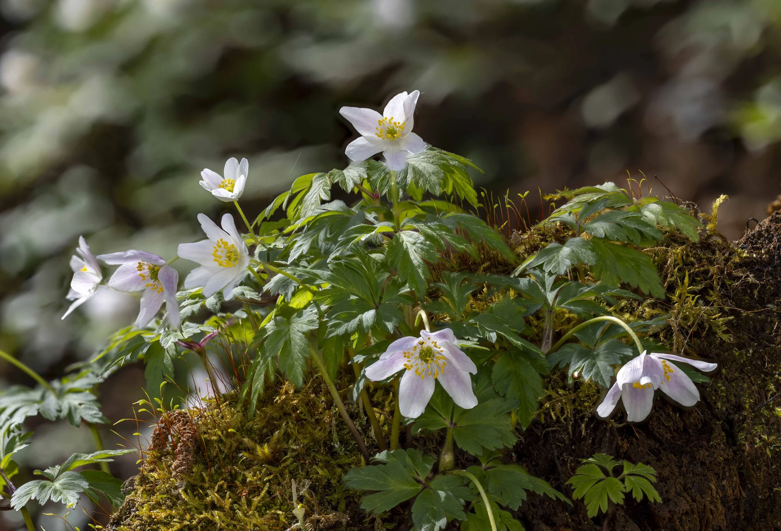 2026-04-06 15-48-54 (B,R8,S4).jpg