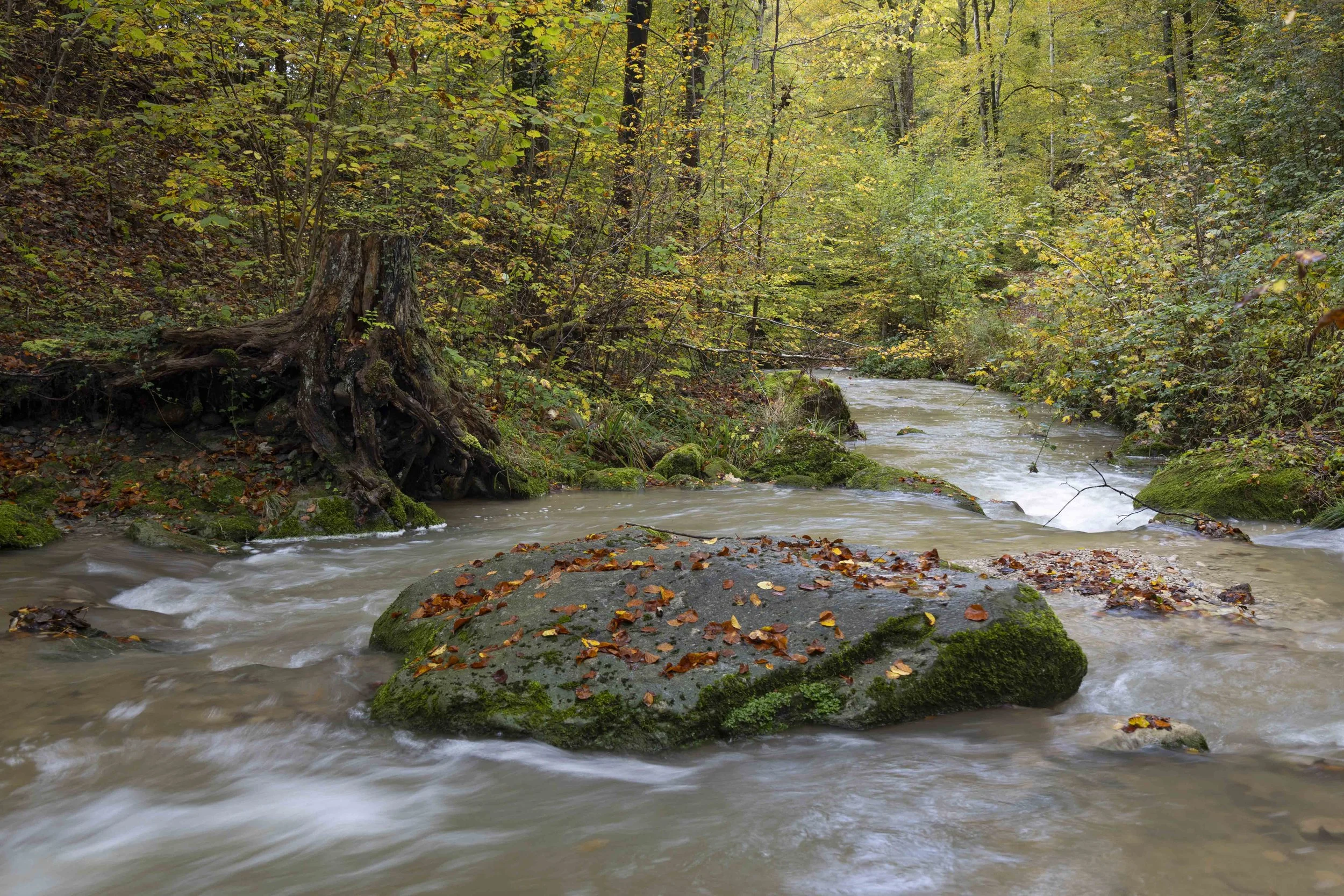 Ein ruhiger Fluss fließt durch einen Wald mit Bäumen in herbstlicher Farbgebung, bedeckten Steinen und herabfallenden Blättern. Fotografie.