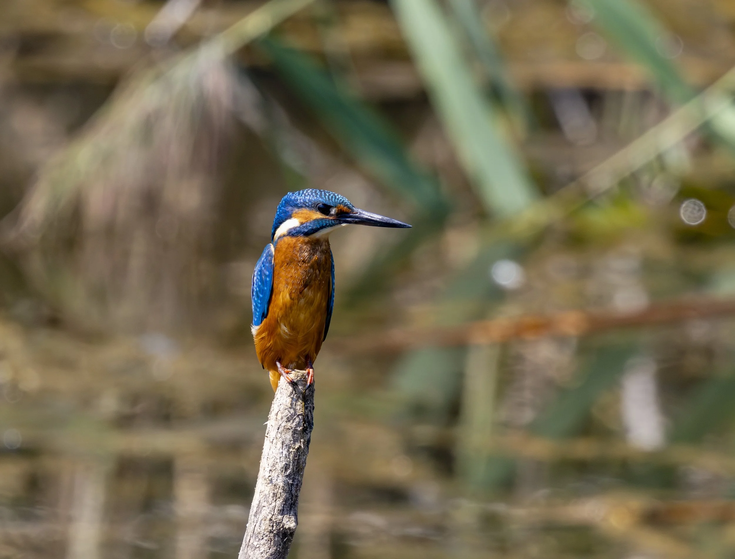 EISVOGEL