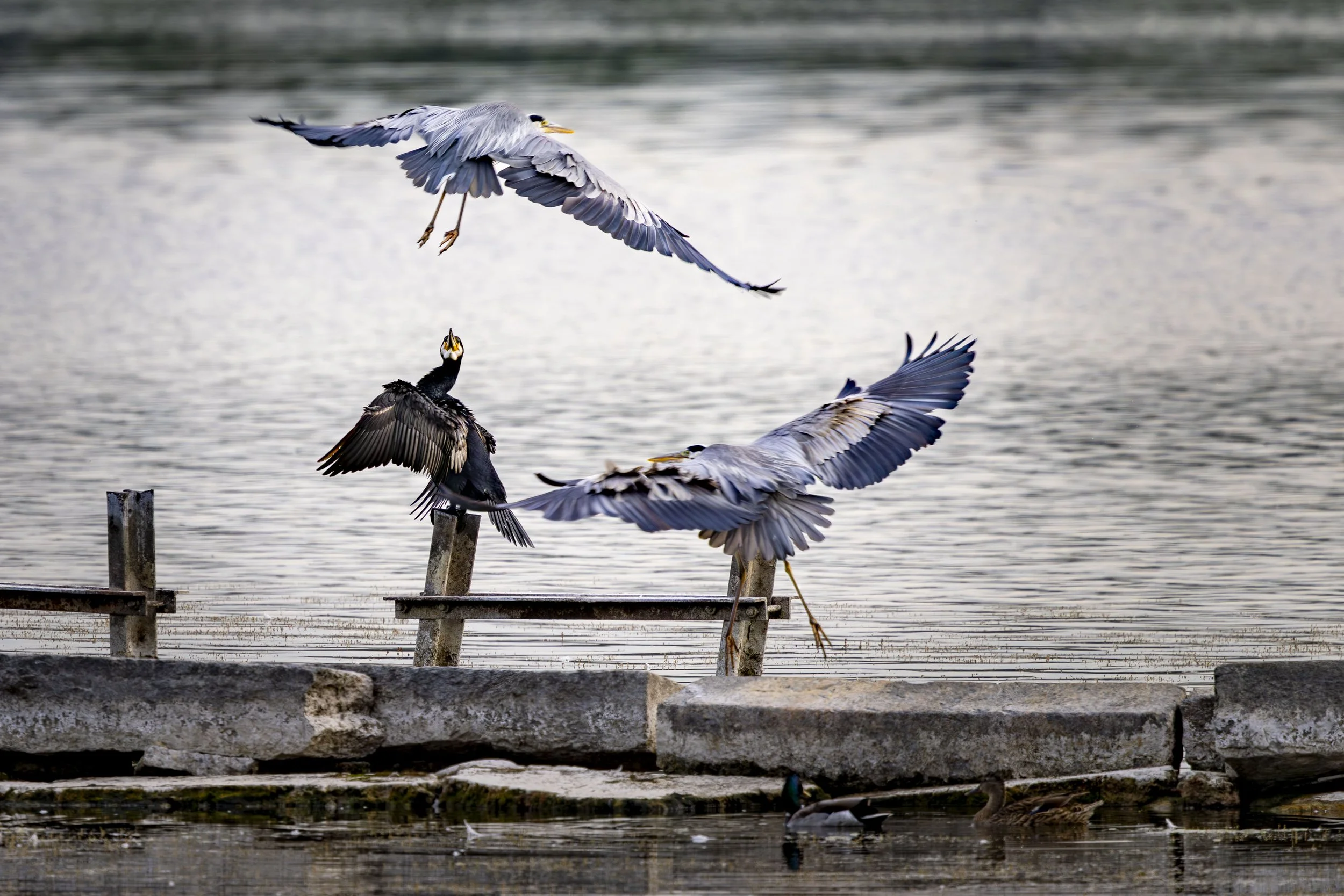 WHAT THE...  KORMORAN MIT GRAUREIHERN