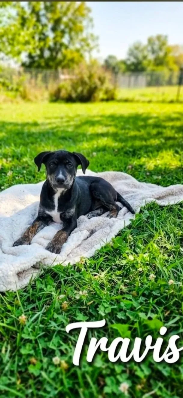 Travis is now 10 weeks old and is a male. He has had all of his vaccinations., but to young yet for neuter and rabies shot.
Loves water. 
20 pounds
Mamma is a Chocolate Lab Daddy unknown.
Doggie door trained
99.9% housebroken