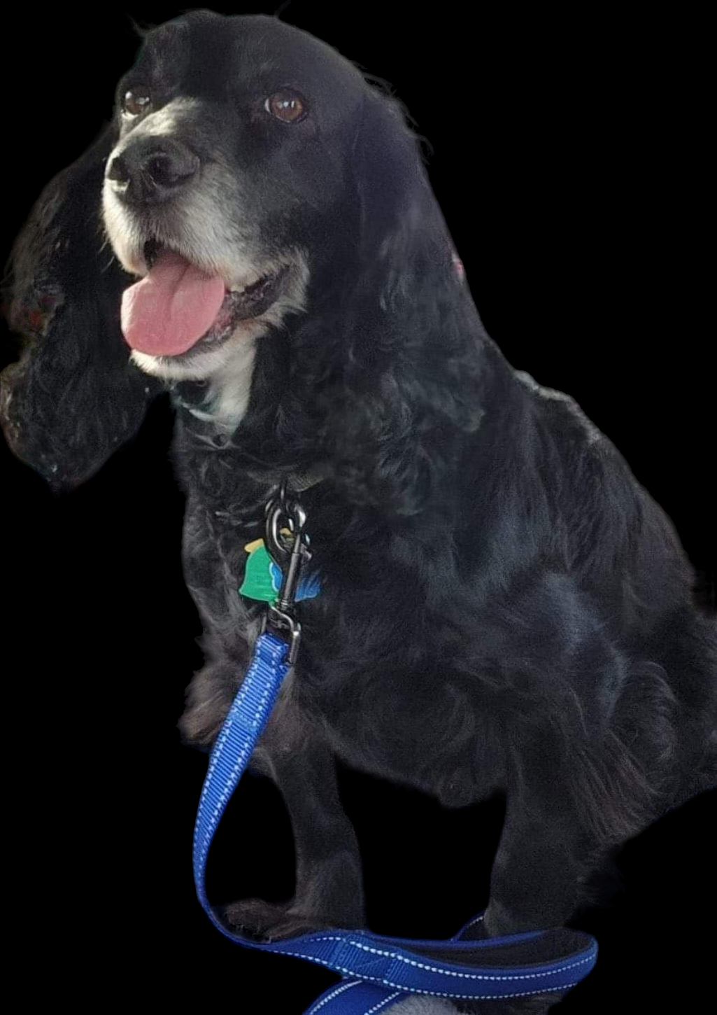 Rhett Butler - 2.png