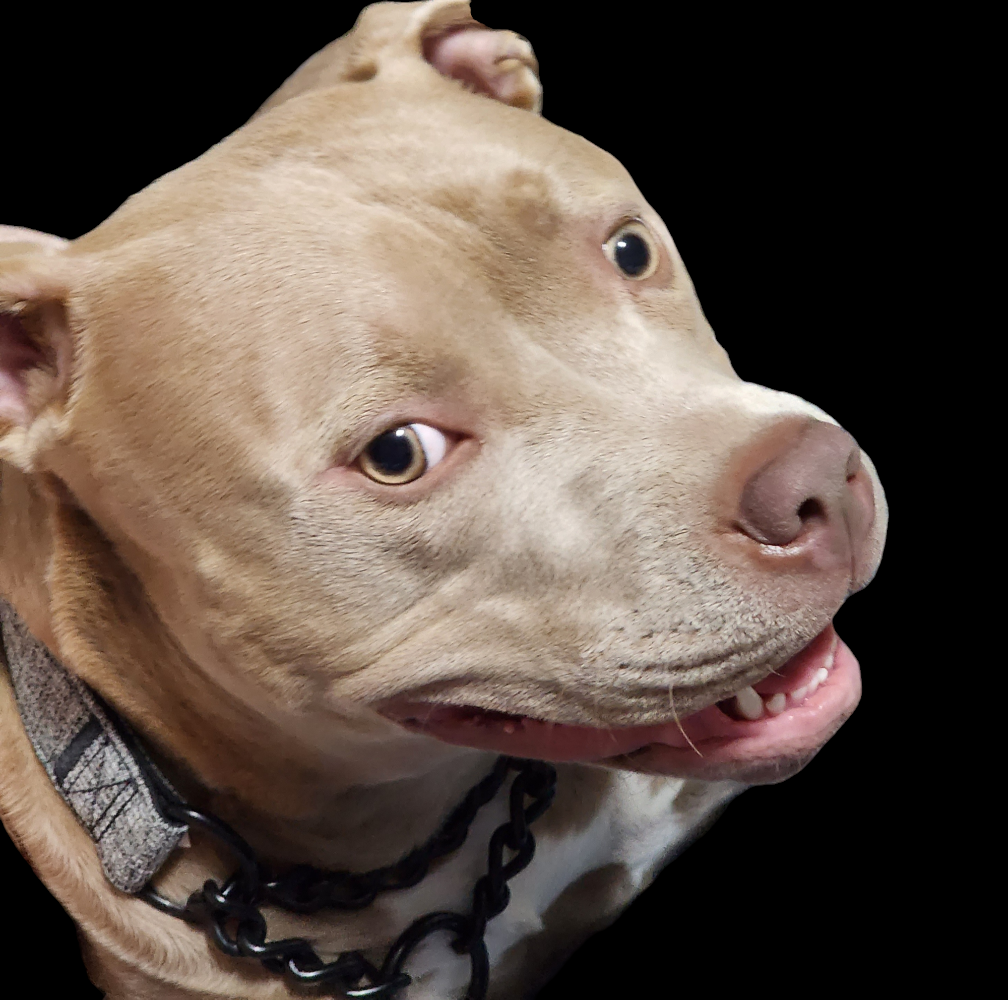 CoCo-Black-1.png