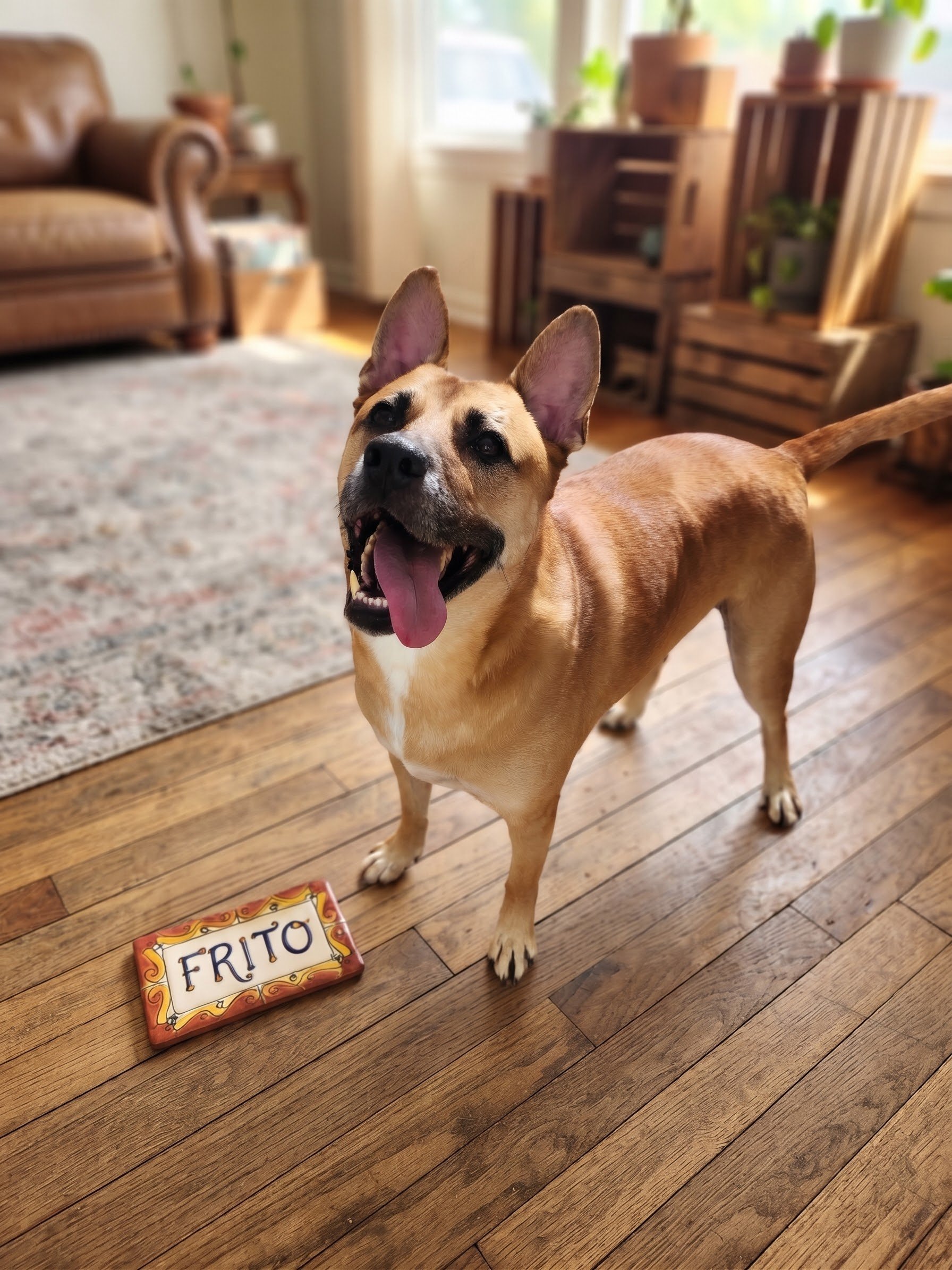 Frito came into rescue as a puppy and we thought he was a Chihuahua or Chiweenie.
He was actually adopted, then given away to a guy who then took him to a shelter to have him euthanized!! (Keep in mind our contract states that if you can no longer ke