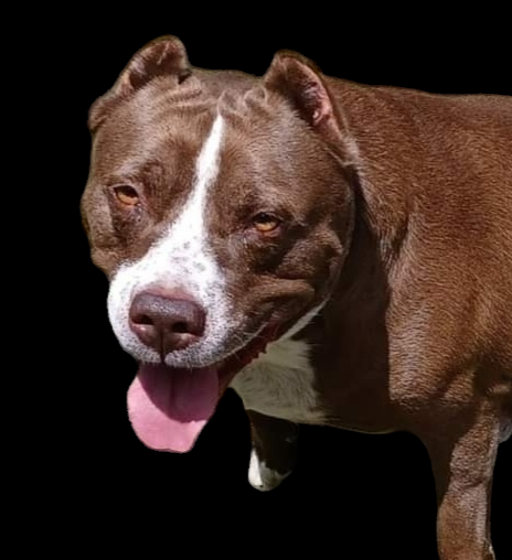 Hector - Black - 1.png