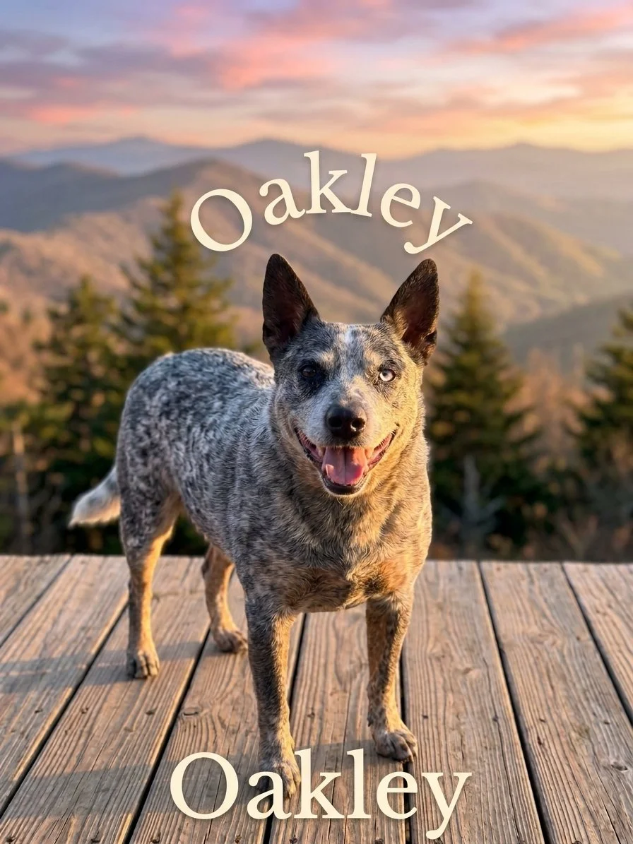 Oakley is a female Blue Heeler weighing in at 70 pounds.
She is 5 years old

Oakley was actually adopted an was in a home for about a year.  She was actually returned recently due to her adopter having to move in with kin.

Oakley was in a home with 