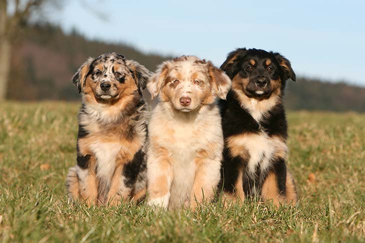 Three-Australian-Shepherd-puppies-sitting-in-a-field.jpg