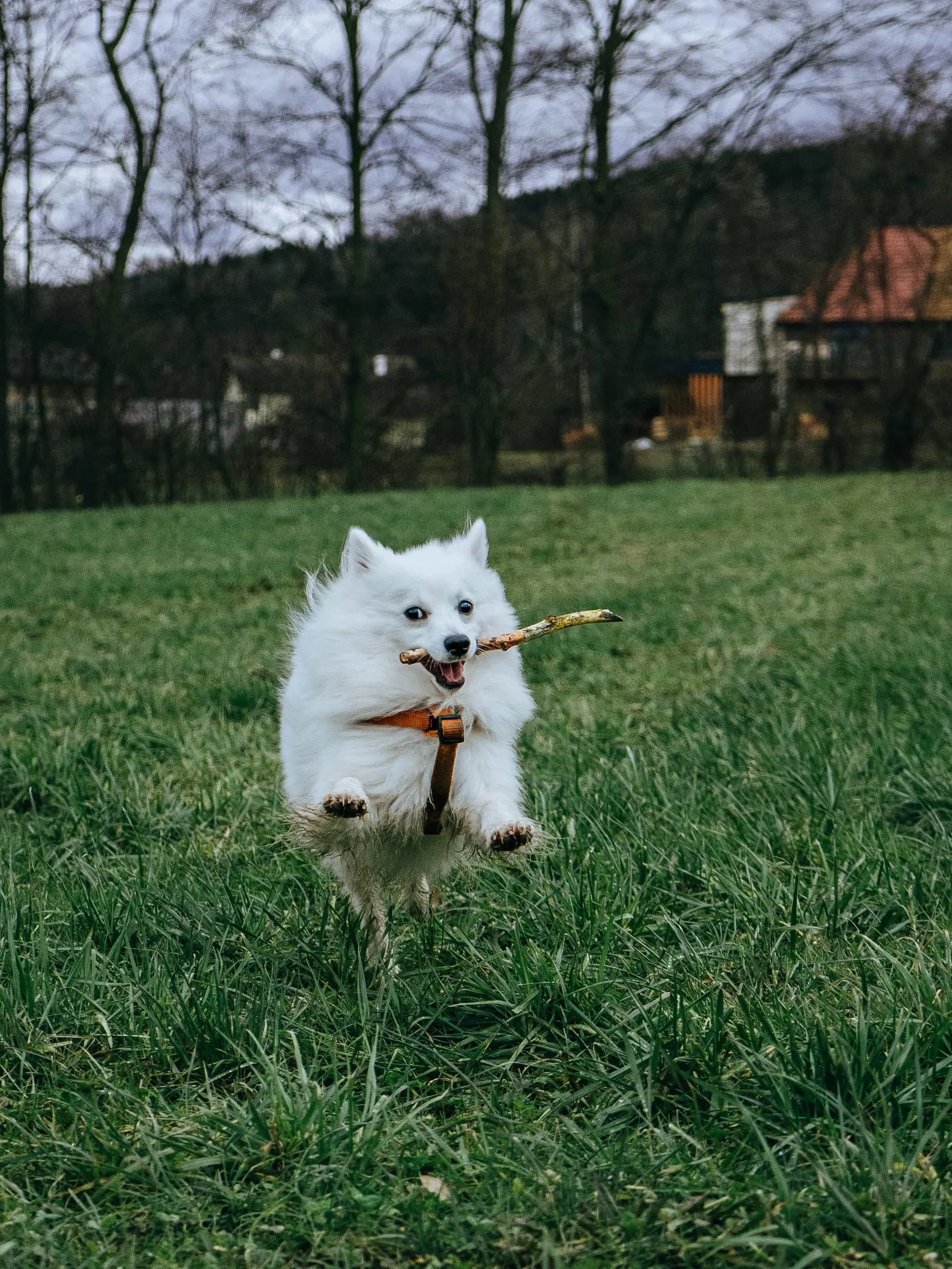Weißer Spitz springt mit Ast im Maul über eine Wiese, Action-Tierfotografie im Mostviertel