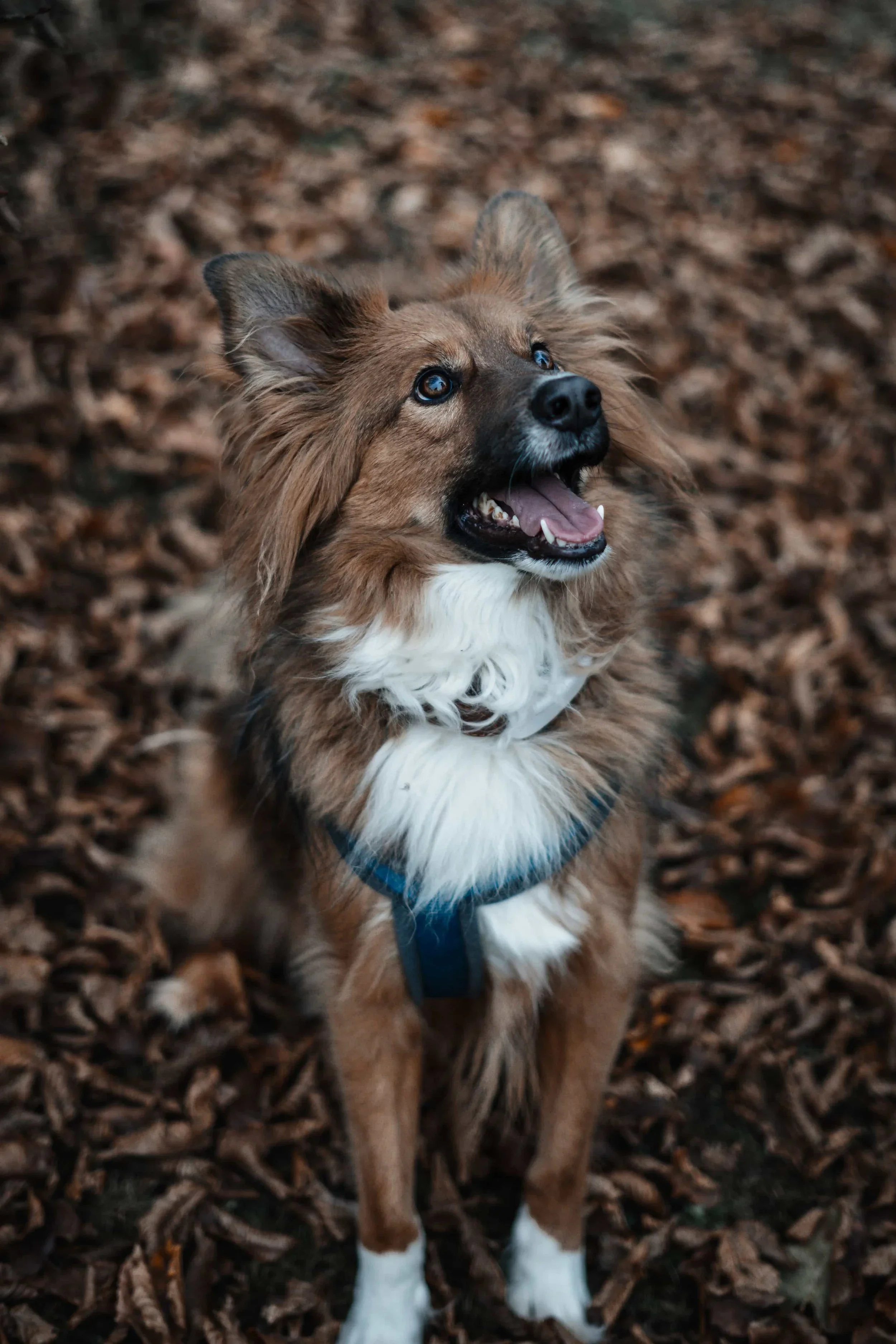 Ausdrucksstarkes Hundeportrait auf Herbstlaub mit blauem Geschirr, natürliche Outdoor-Tierfotografie Niederösterreich