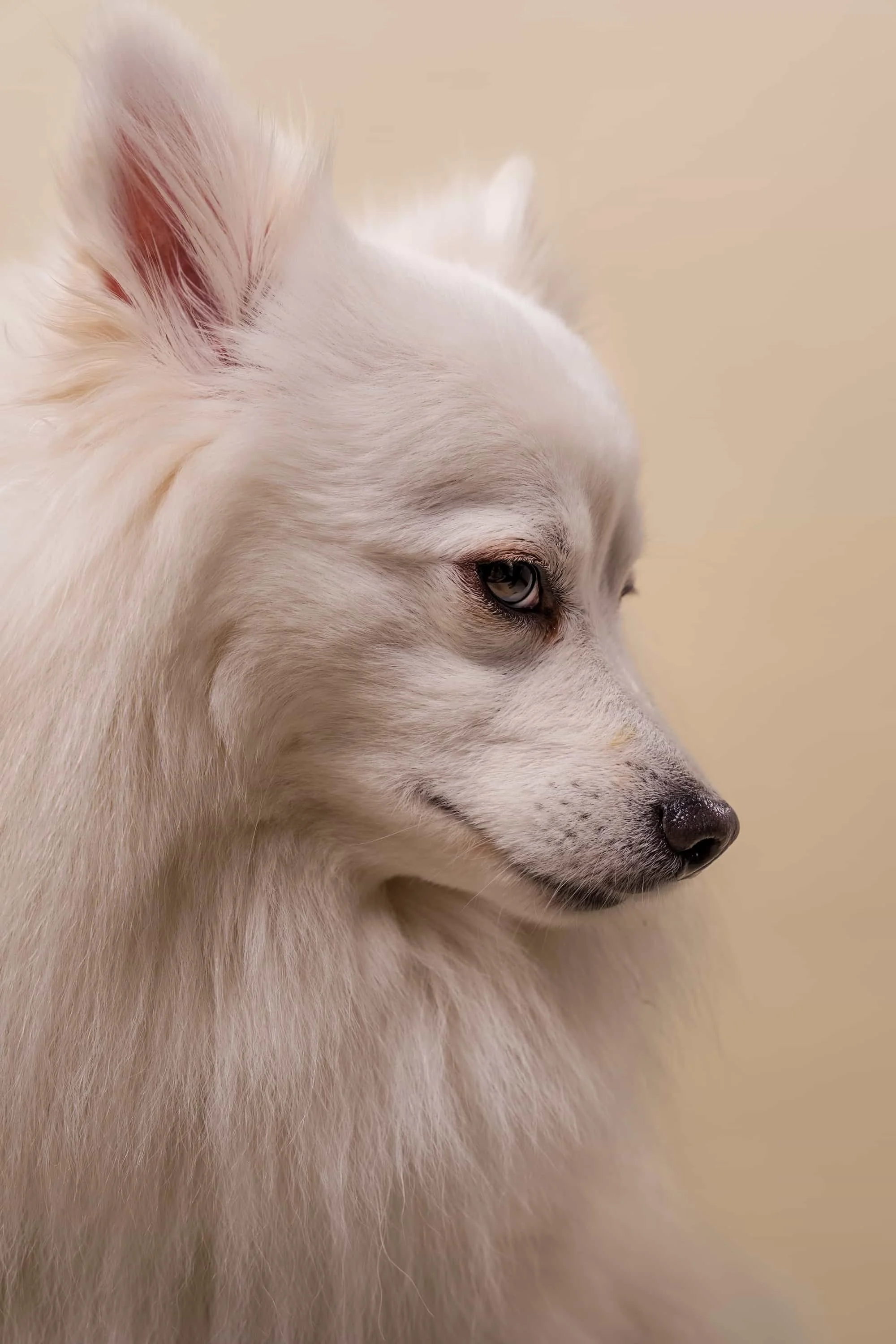 weisser-spitz-portrait-nahaufnahme-studiofotografie-tierfotografie-markus-mittermayer.jpg