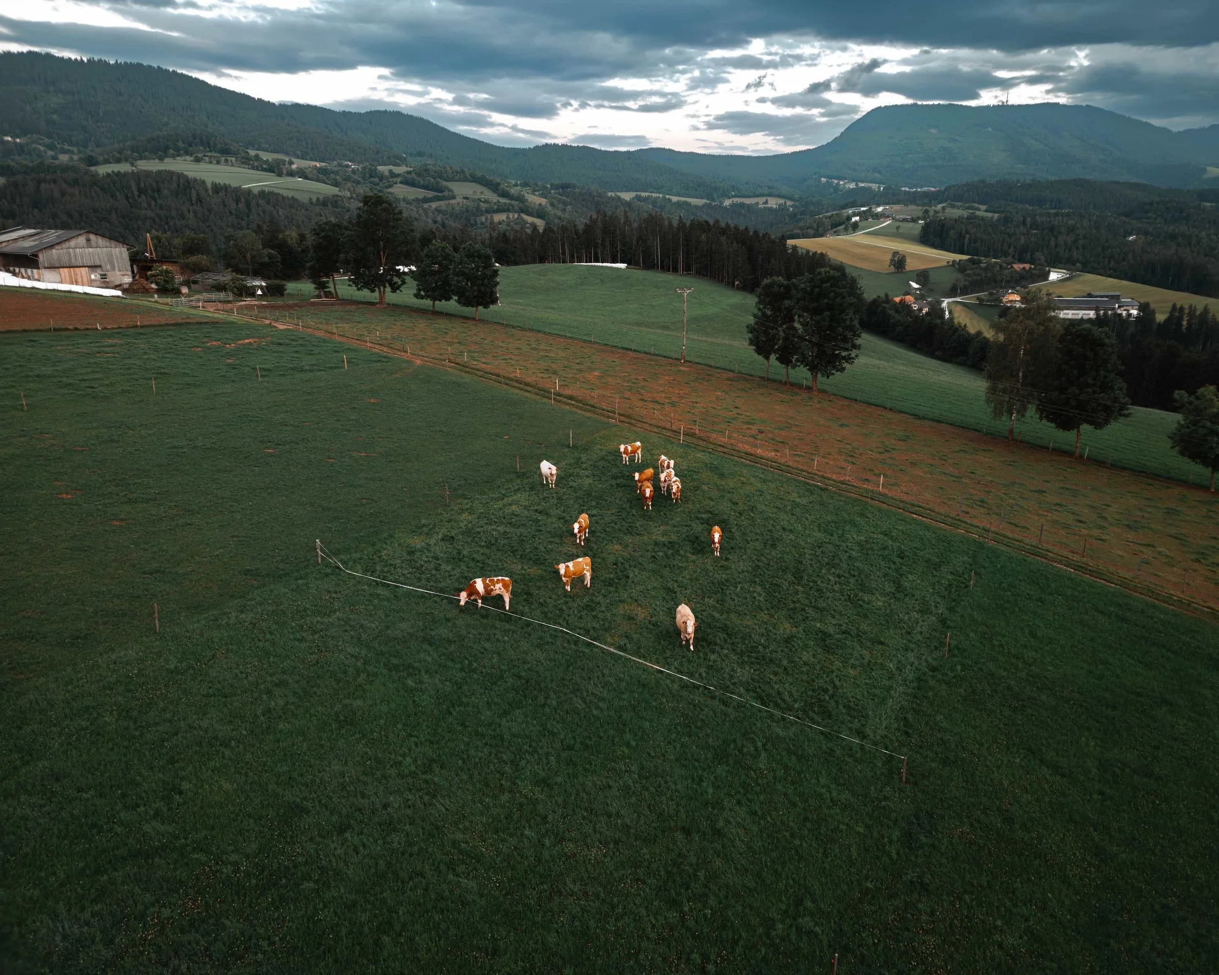 Luftbild von Rindern auf einer Weide mit hügeliger Landschaft im Mostviertel bei Abendstimmung.