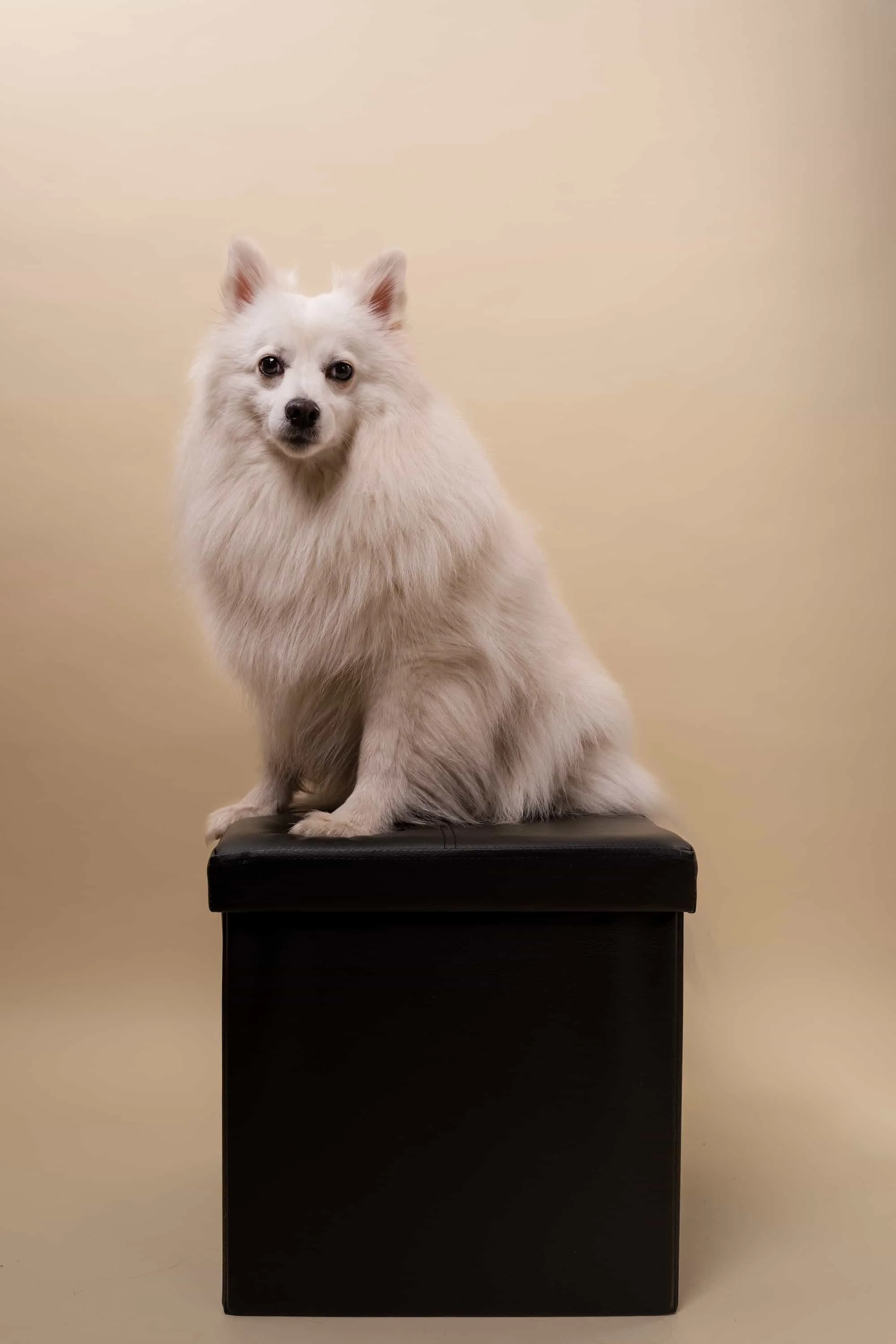 Weißer Spitz beim professionellen Hundeshooting im Studio – Haustierfotograf Markus Mittermayer, Niederösterreich
