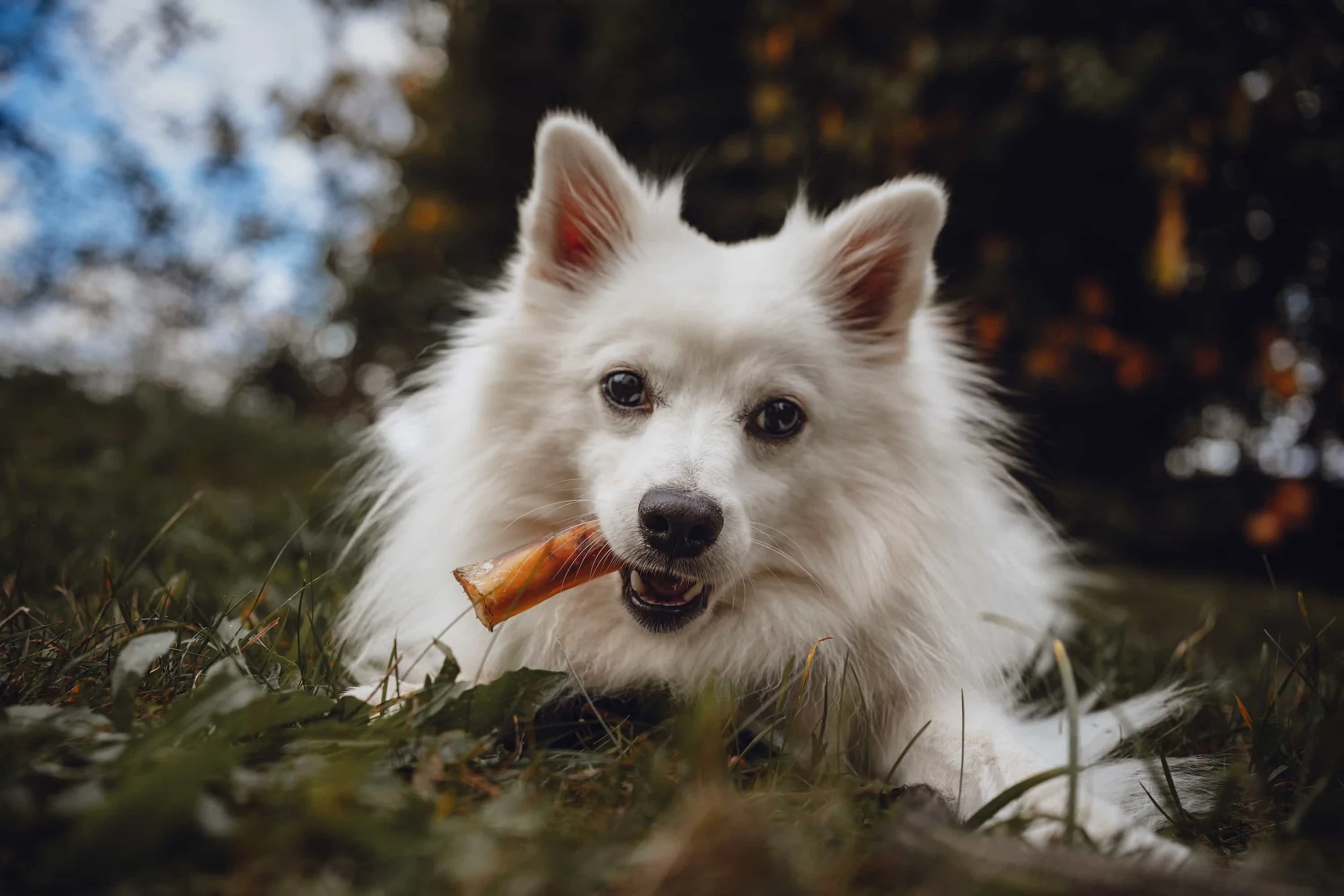 Weißer Spitz liegt auf Gras mit Knochen im Maul, natürliches Hundeportrait Outdoor
