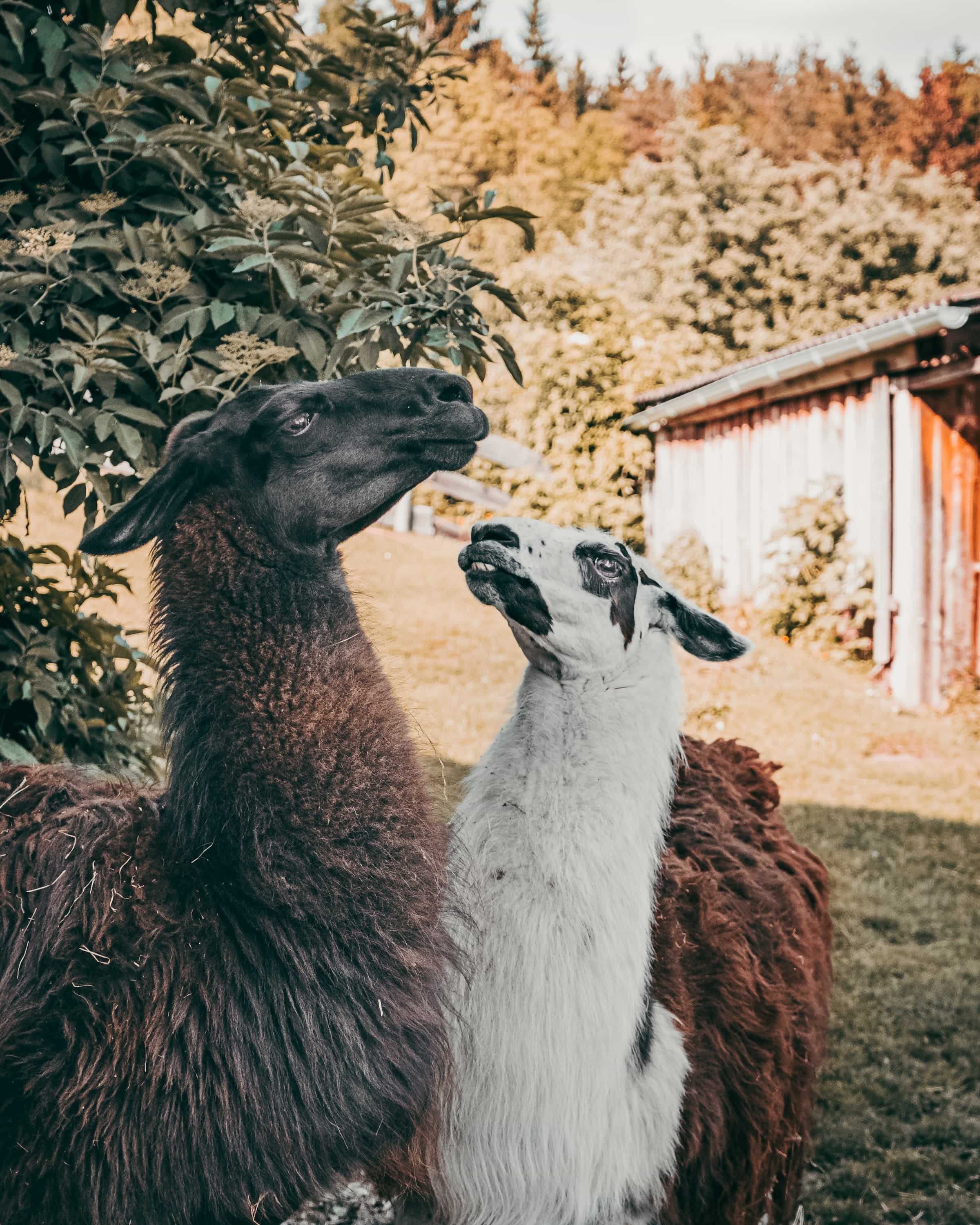 Zwei Lamas nebeneinander im Garten, exotische Tierfotografie in Niederösterreich