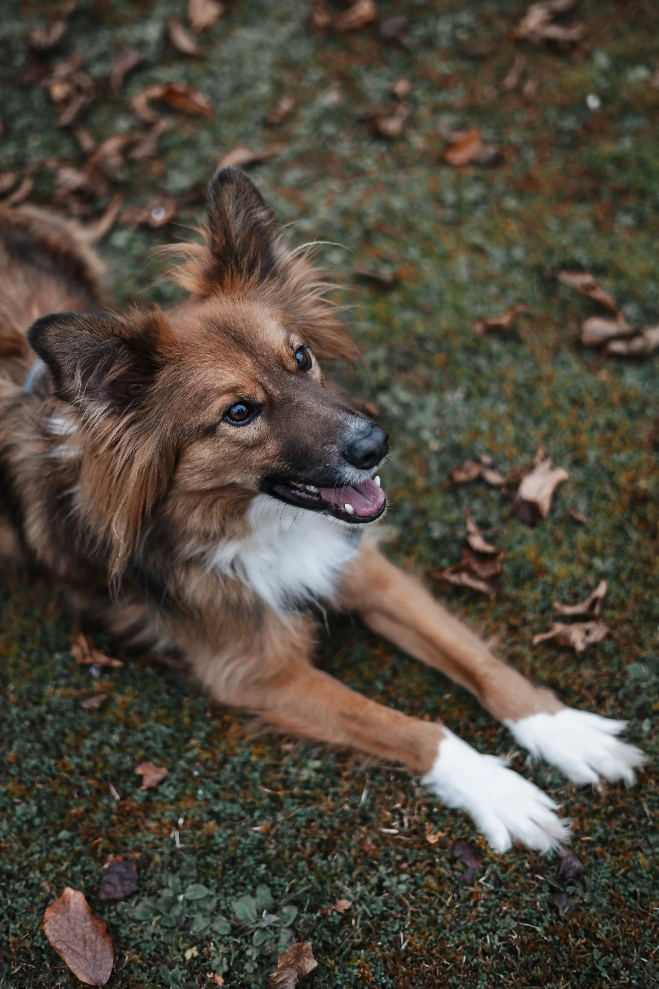 Hundeportrait eines braunen Mischlings liegend auf Herbstgras, Tierfotografie im Mostviertel