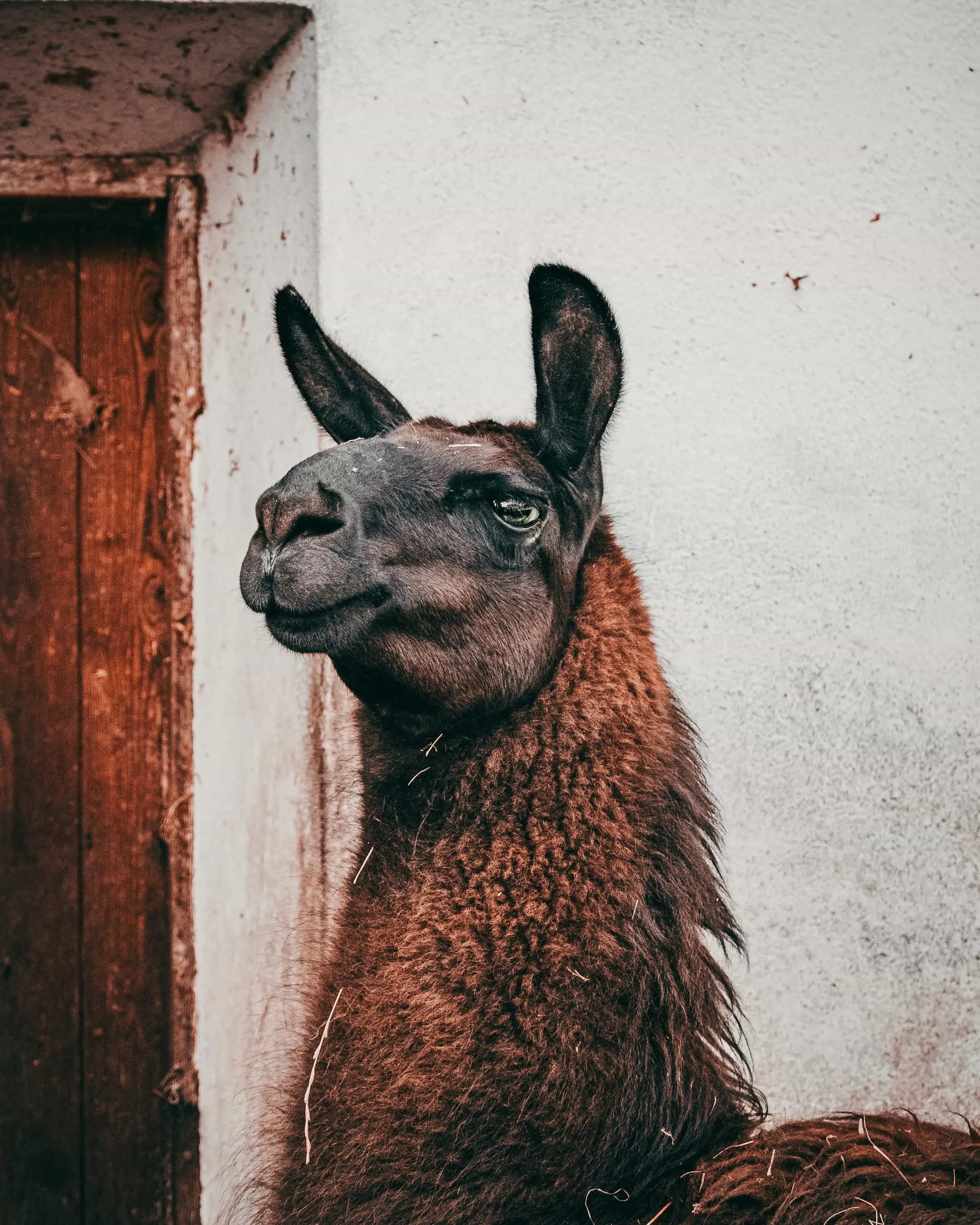 Nahaufnahme eines braunen Lamas vor weißer Wand, ausdrucksstarkes Portrait exotischer Tiere