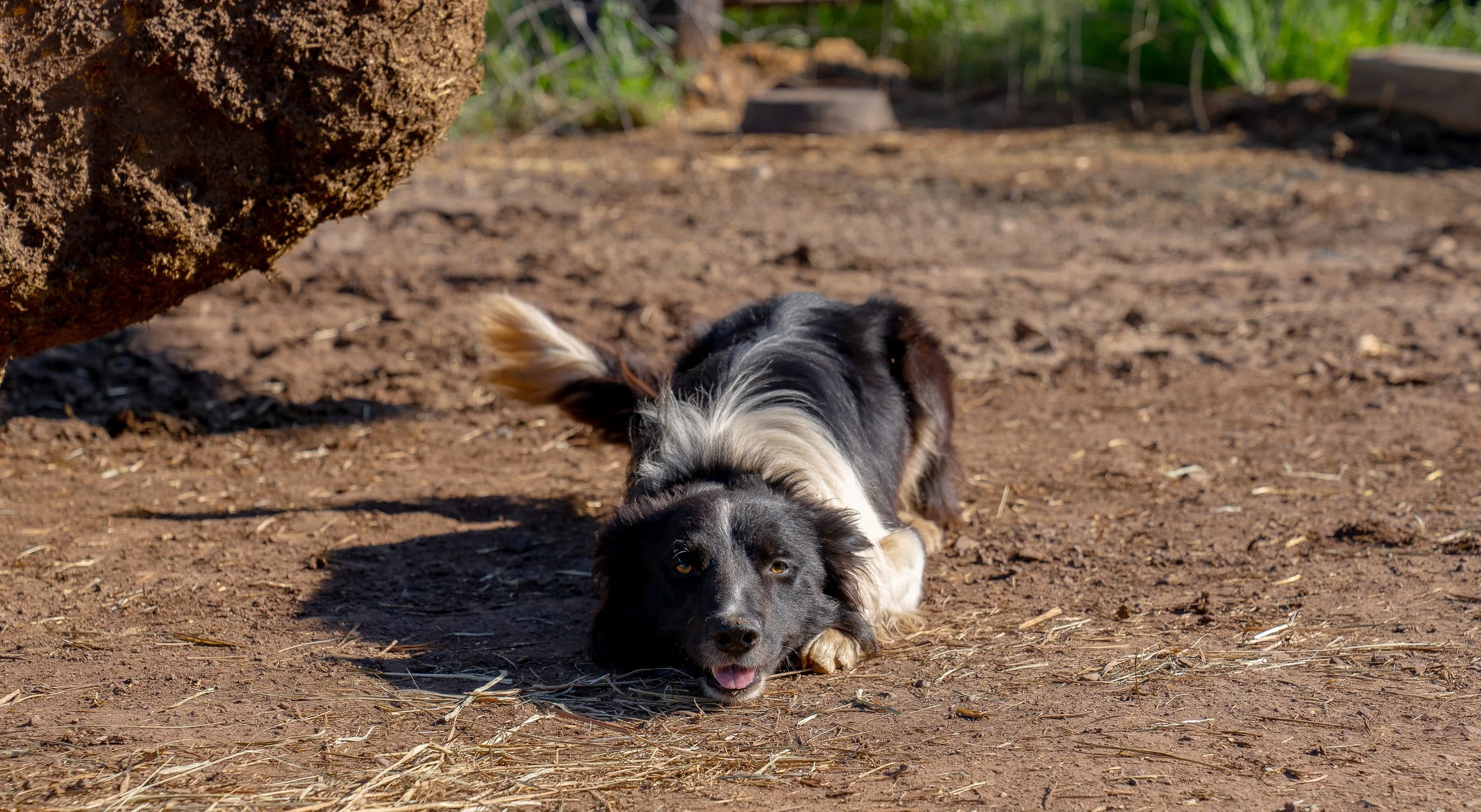 SM - Photo - Sasha.jpg