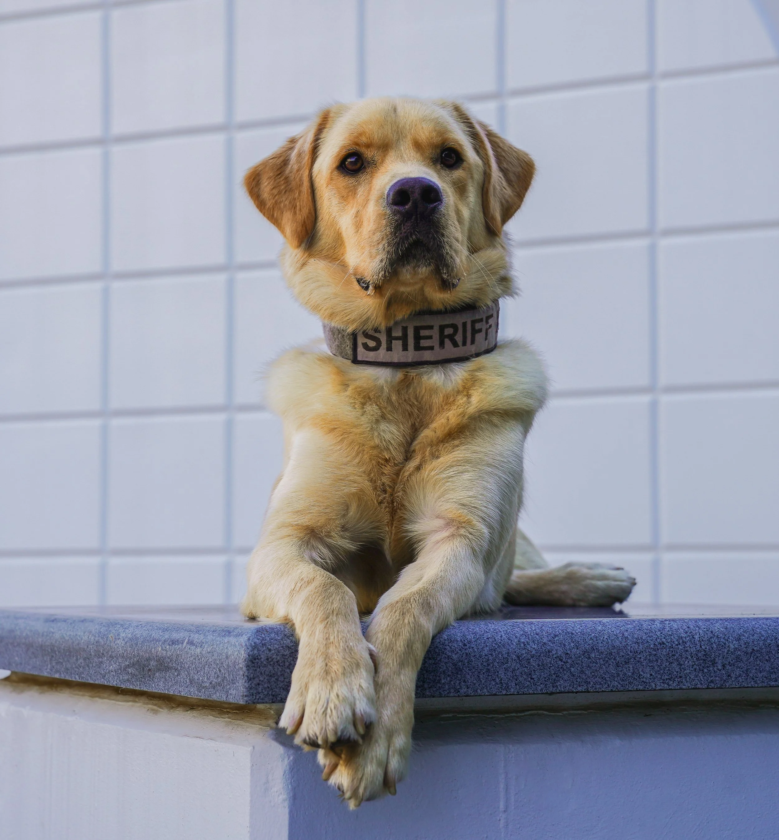 SM - Portrait - Patriot.jpg