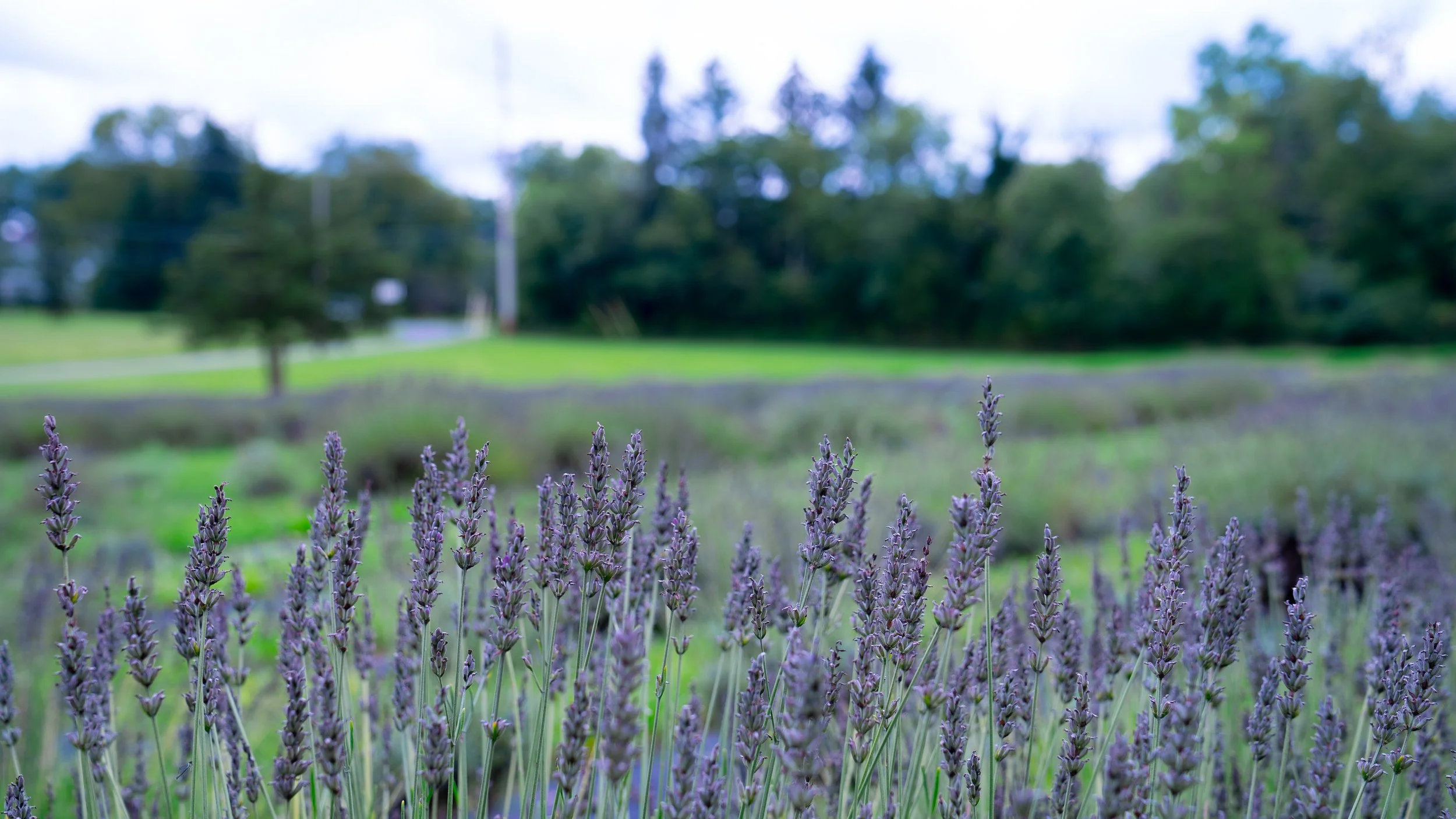 SM - Photo - Lavender Field.jpg