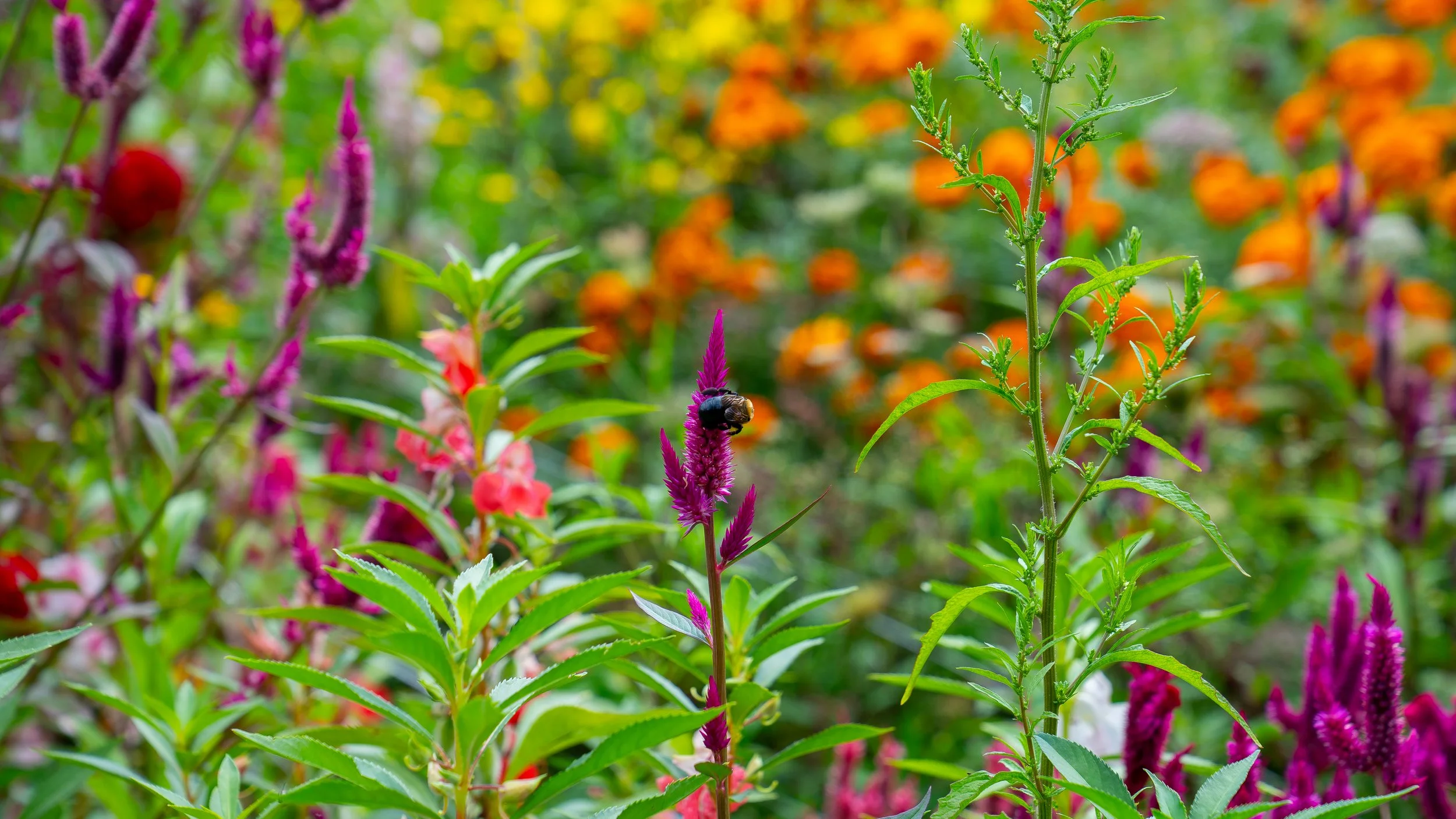 SM - Photo - Bumble Bee.jpg