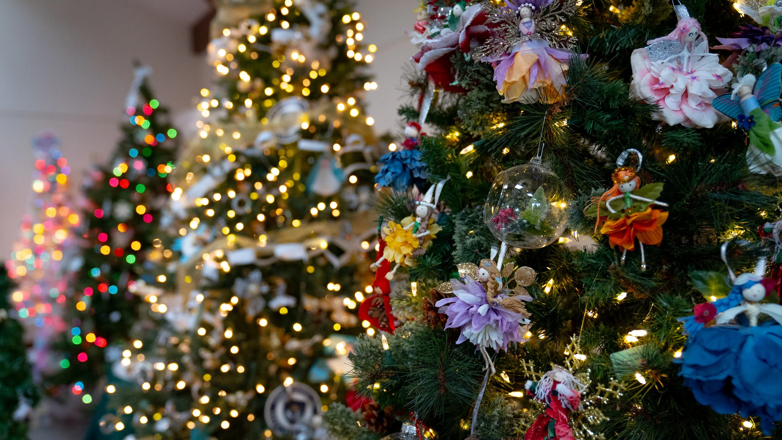 SM - Photo - Christmas Trees.jpg