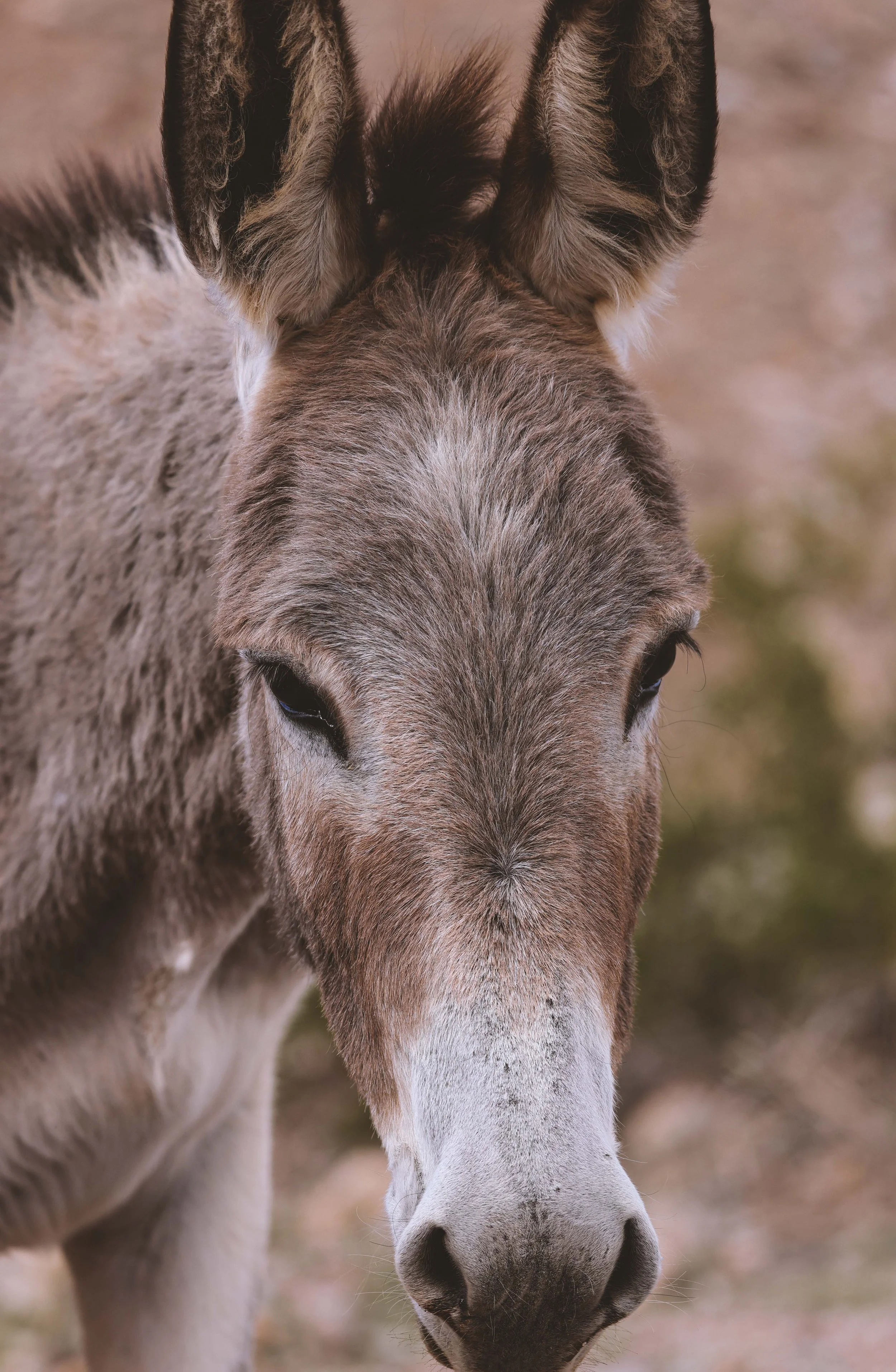 Befriending a Burro