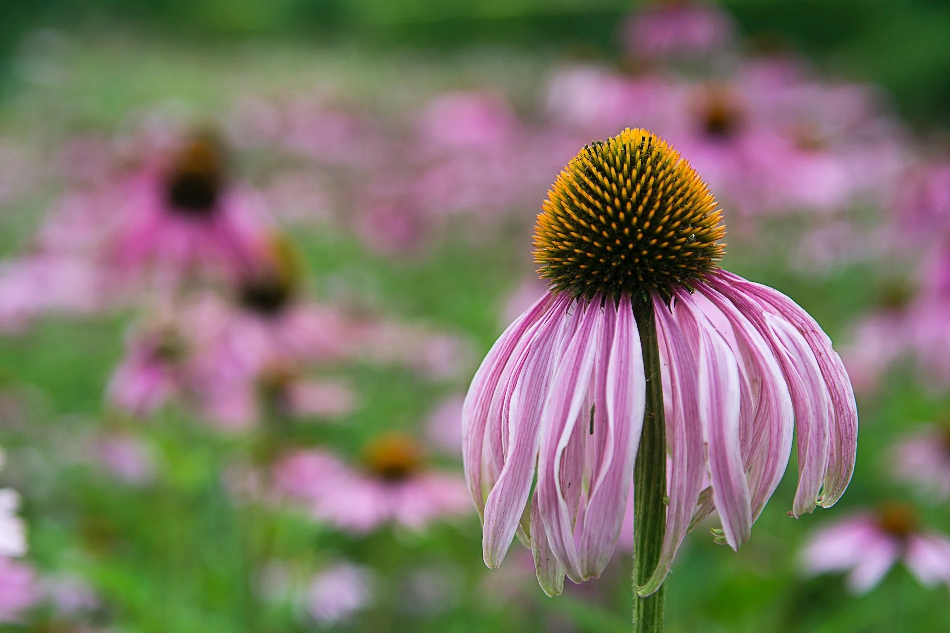 Coneflower Narrow Leaved Purple