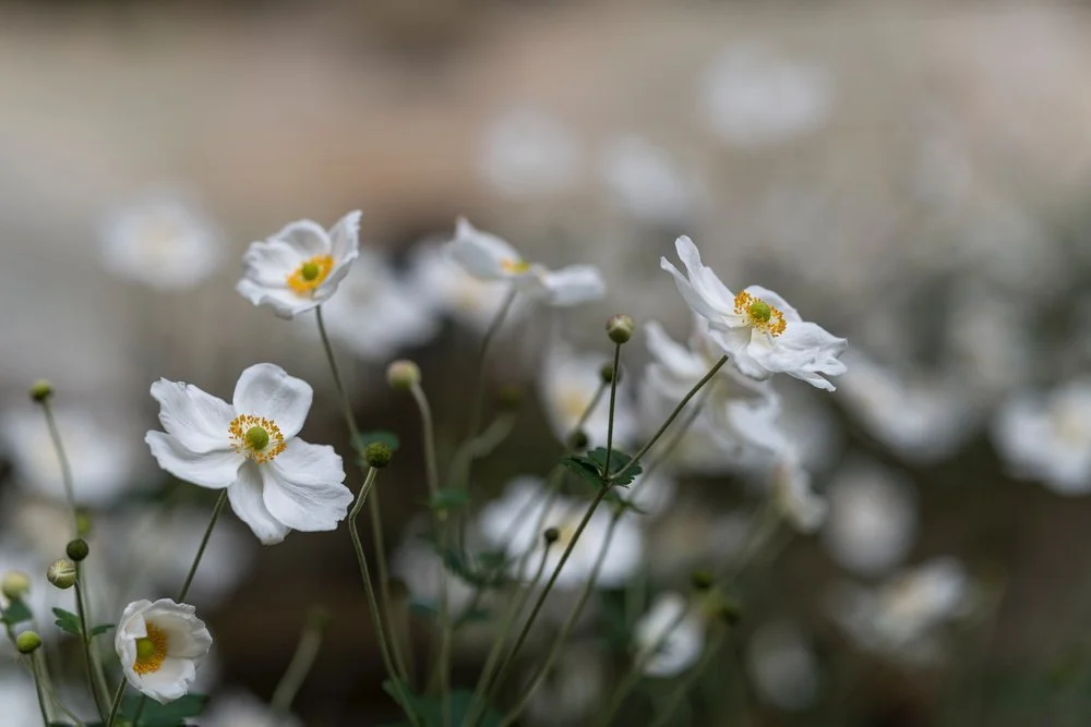 Cut Leaved Anemone