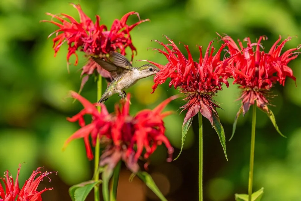 Scarlet Beebalm