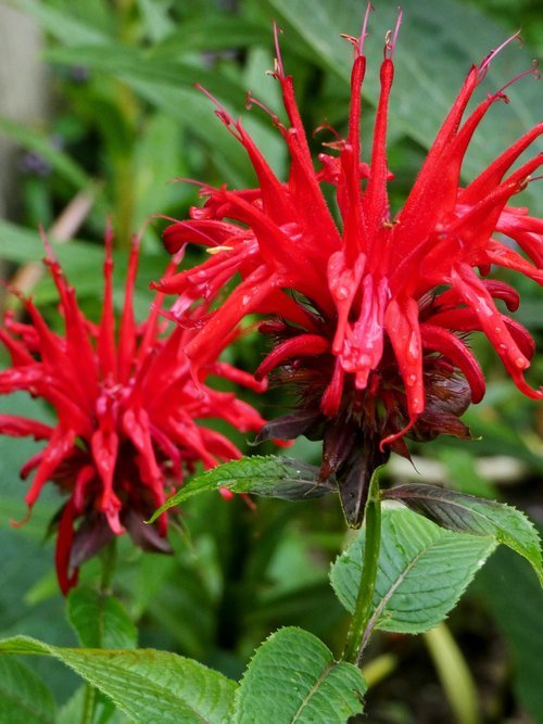 Scarlet Beebalm