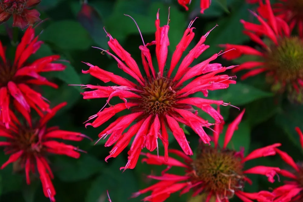 Scarlet Beebalm